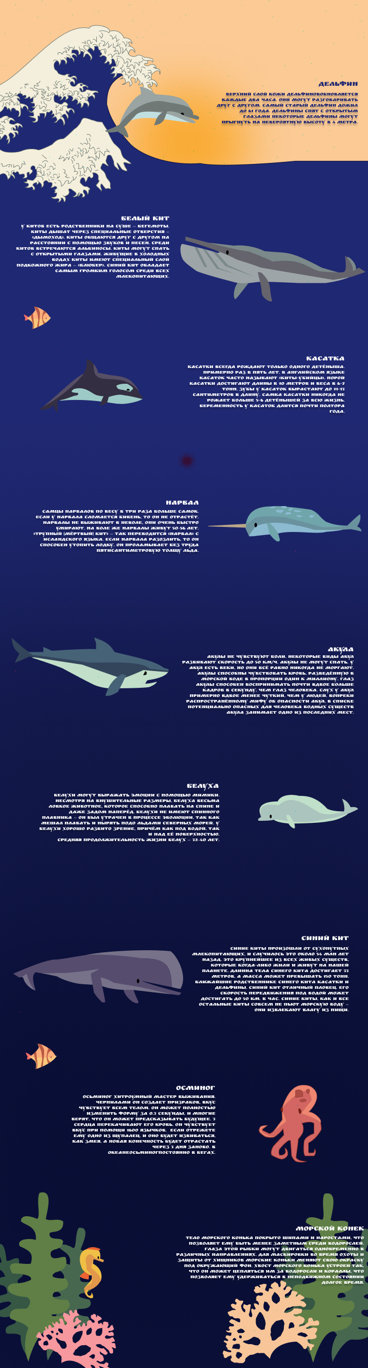 Интересные факты про морских обитателей — Изображение №1 — Брендинг, Иллюстрация на Dprofile