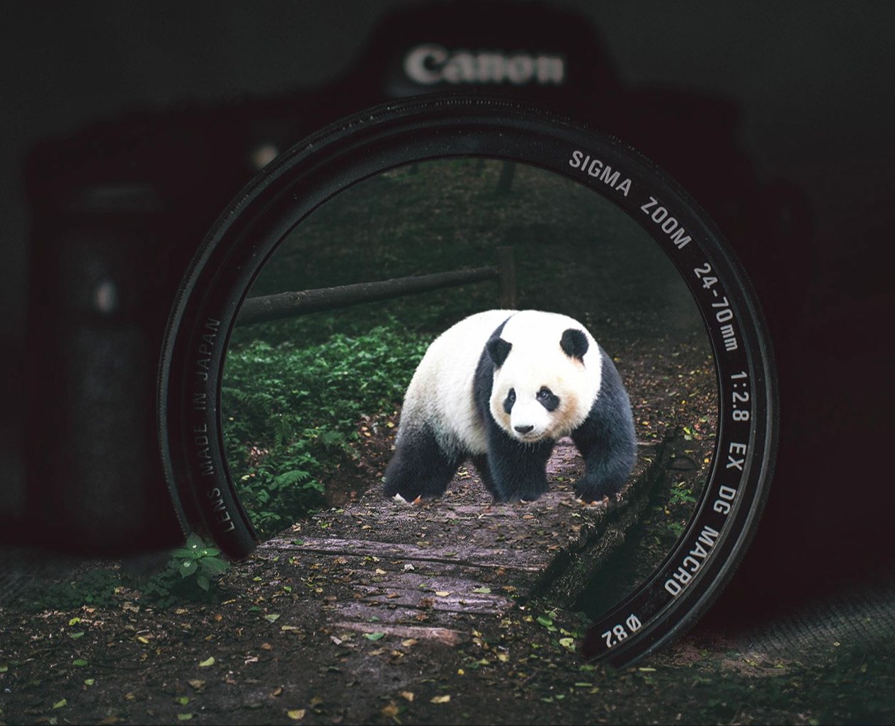 World Wildlife Day | Landing page — Интерфейсы, Графика на Dprofile