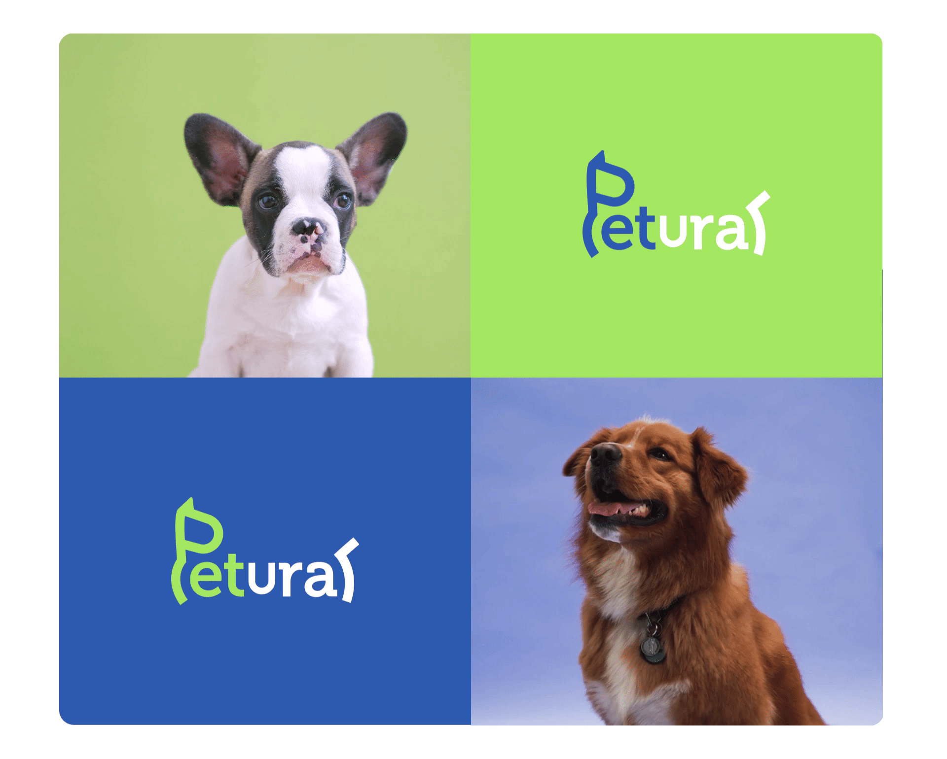 PETURAL/ Brand identity of dog products — Изображение №3 — Интерфейсы, Брендинг на Dprofile