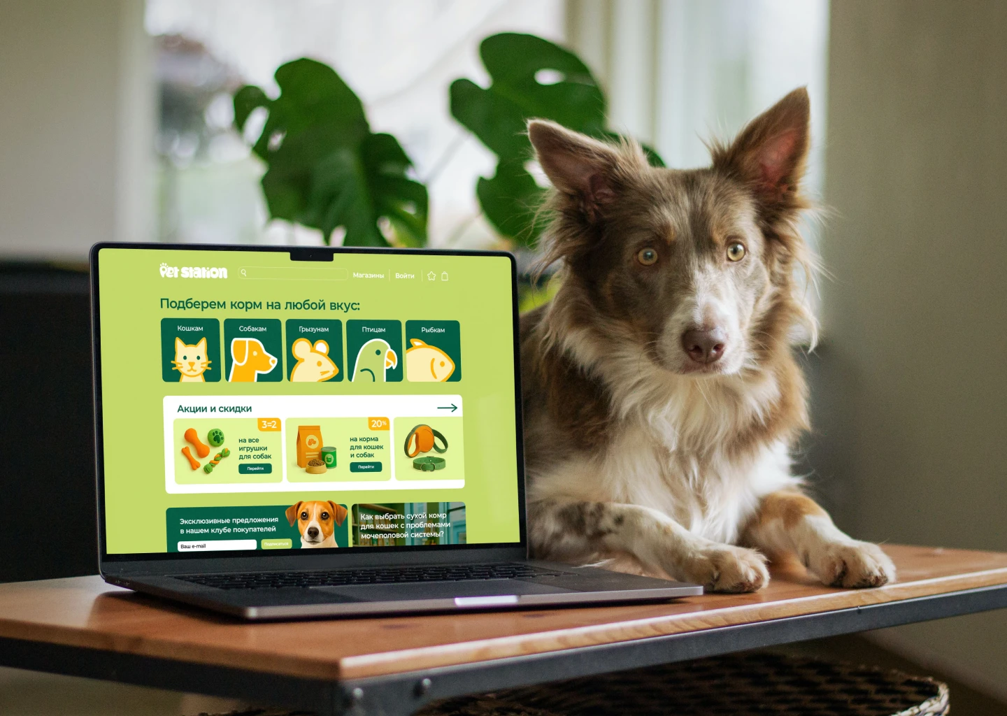 Pet Station - магазин товаров для животных — Изображение №12 — Брендинг на Dprofile