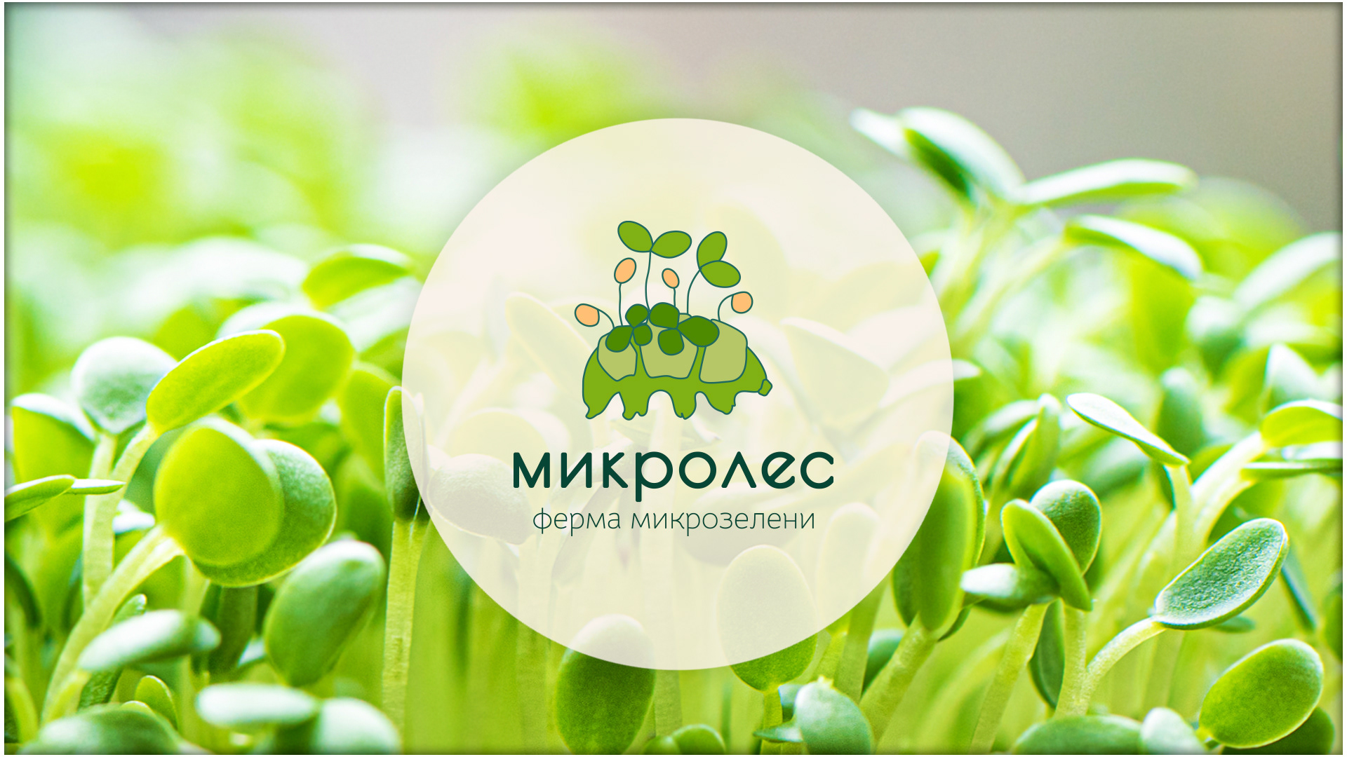 Логотип для производства микрозелени — Изображение №2 — Брендинг, Графика на Dprofile