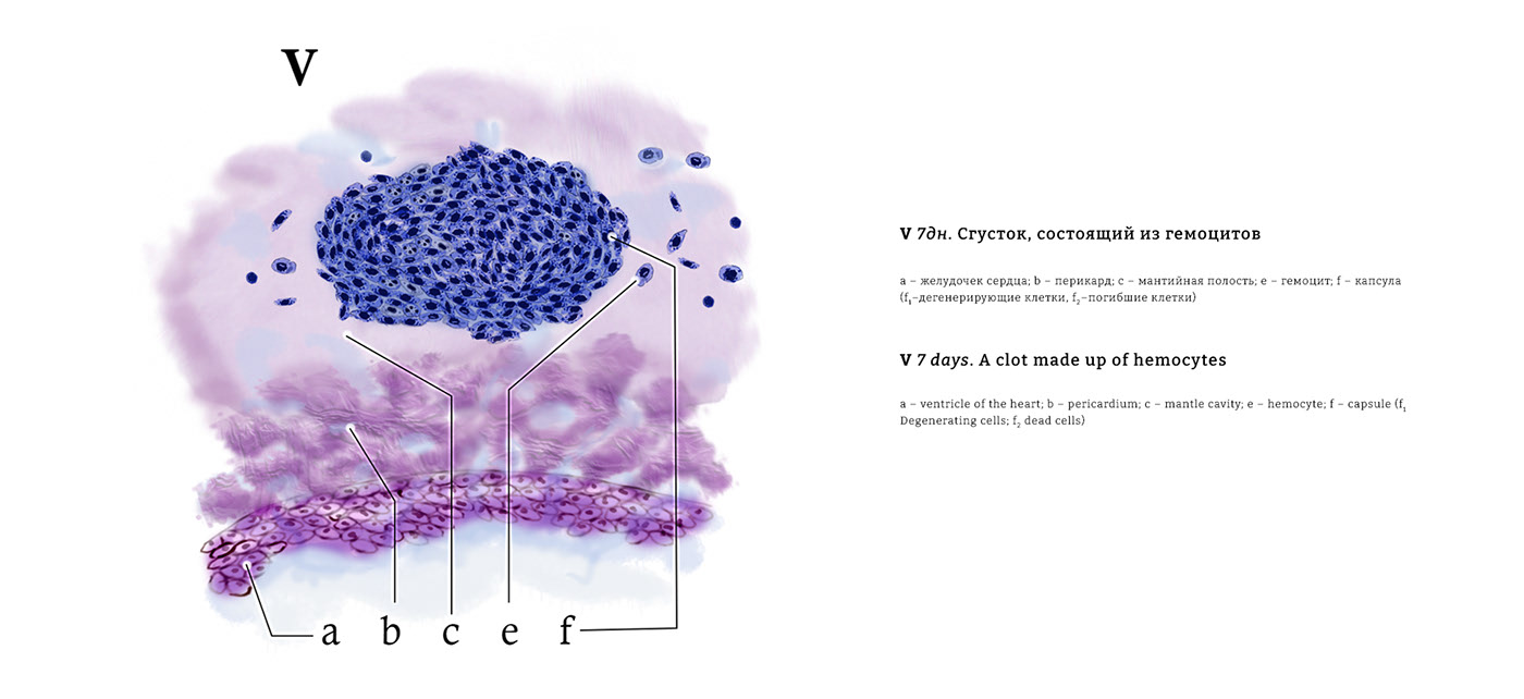 Научная иллюстрация/scientific illustration — Изображение №9 — Иллюстрация, Графика на Dprofile