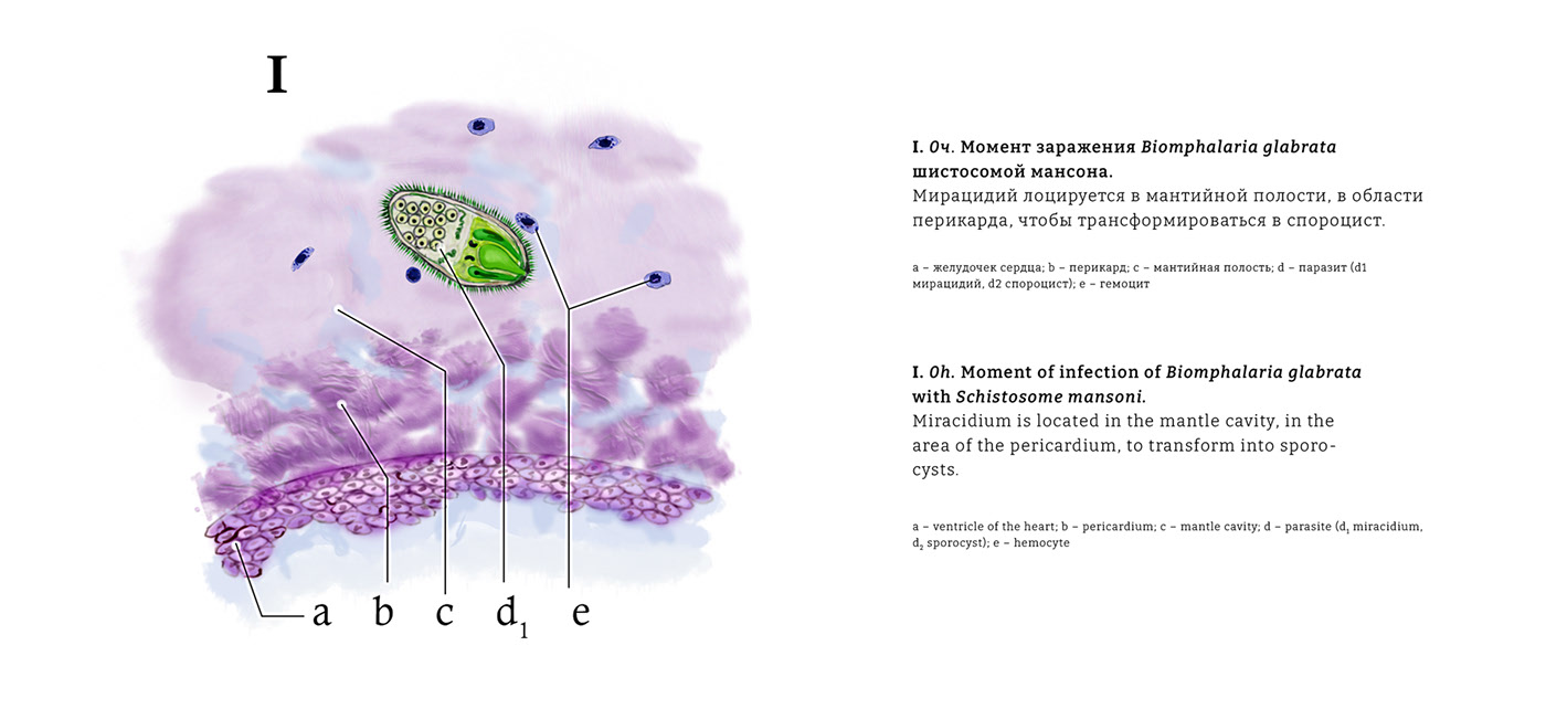Научная иллюстрация/scientific illustration — Изображение №5 — Иллюстрация, Графика на Dprofile