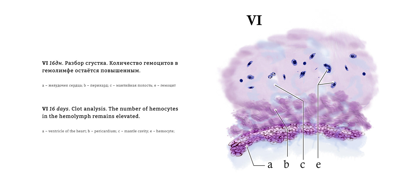 Научная иллюстрация/scientific illustration — Изображение №10 — Иллюстрация, Графика на Dprofile