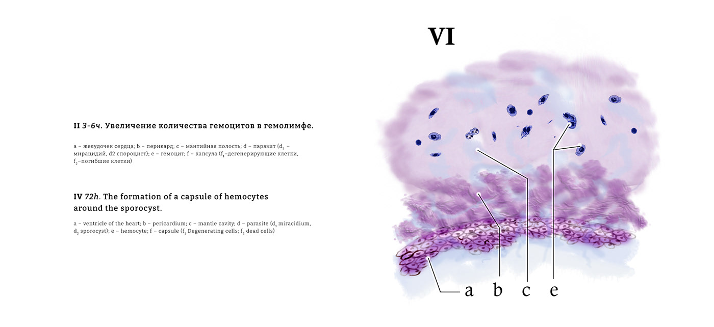 Научная иллюстрация/scientific illustration — Изображение №8 — Иллюстрация, Графика на Dprofile