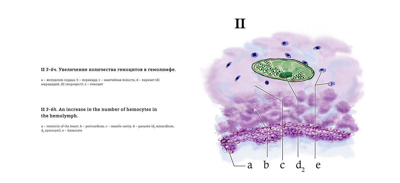 Научная иллюстрация/scientific illustration — Изображение №6 — Иллюстрация, Графика на Dprofile
