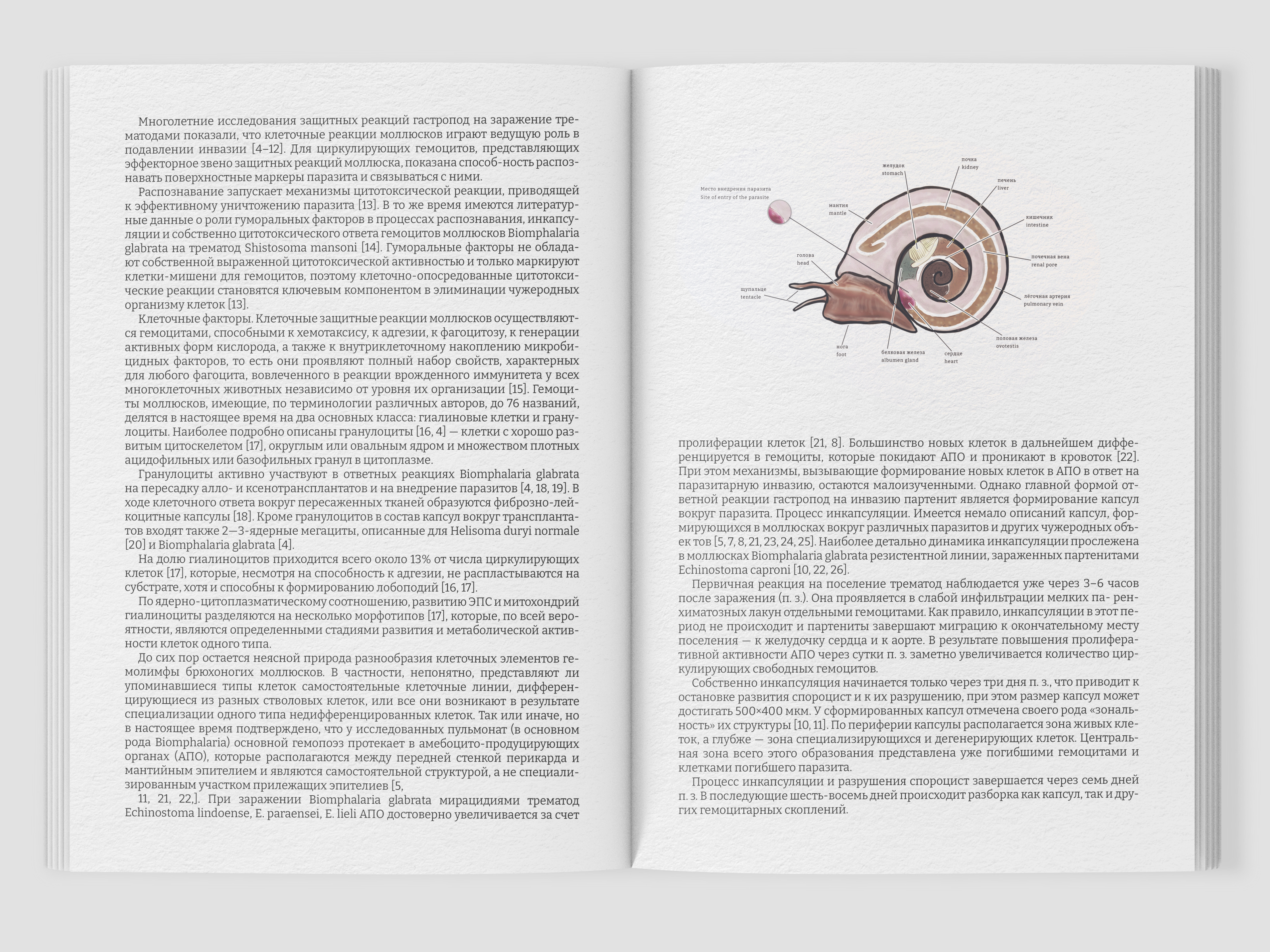 Научная иллюстрация/scientific illustration — Изображение №14 — Иллюстрация, Графика на Dprofile