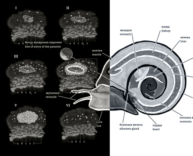 Научная иллюстрация/scientific illustration — Иллюстрация, Графика на Dprofile