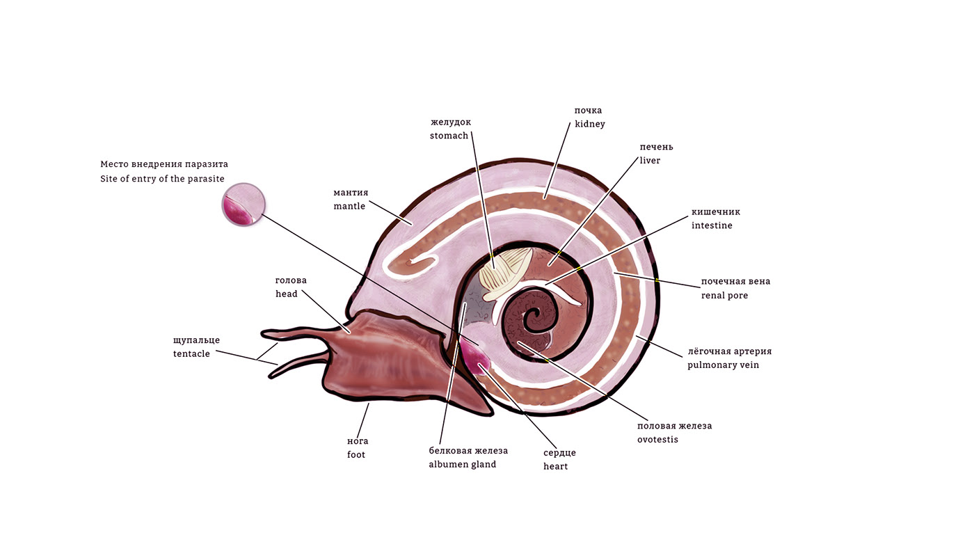 Научная иллюстрация/scientific illustration — Изображение №3 — Иллюстрация, Графика на Dprofile