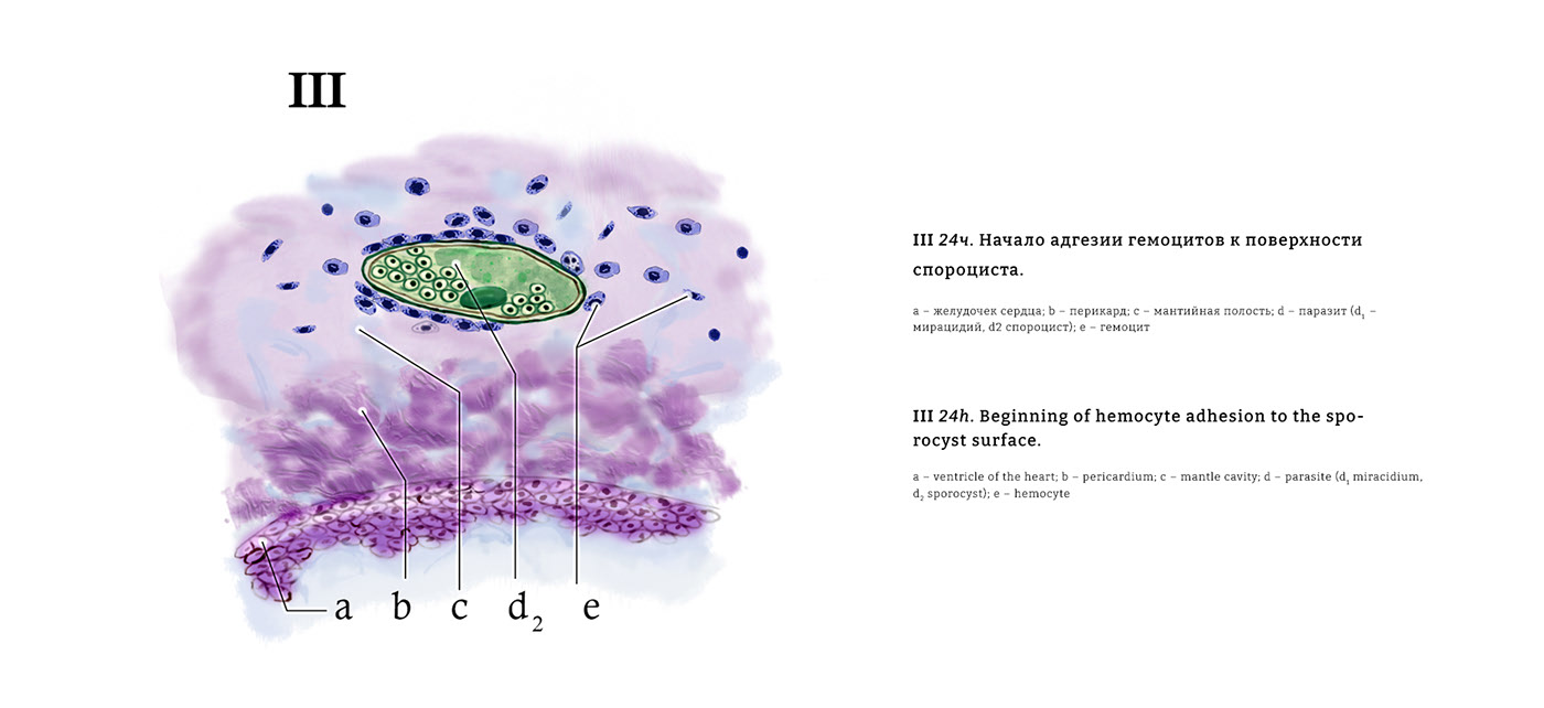 Научная иллюстрация/scientific illustration — Изображение №7 — Иллюстрация, Графика на Dprofile