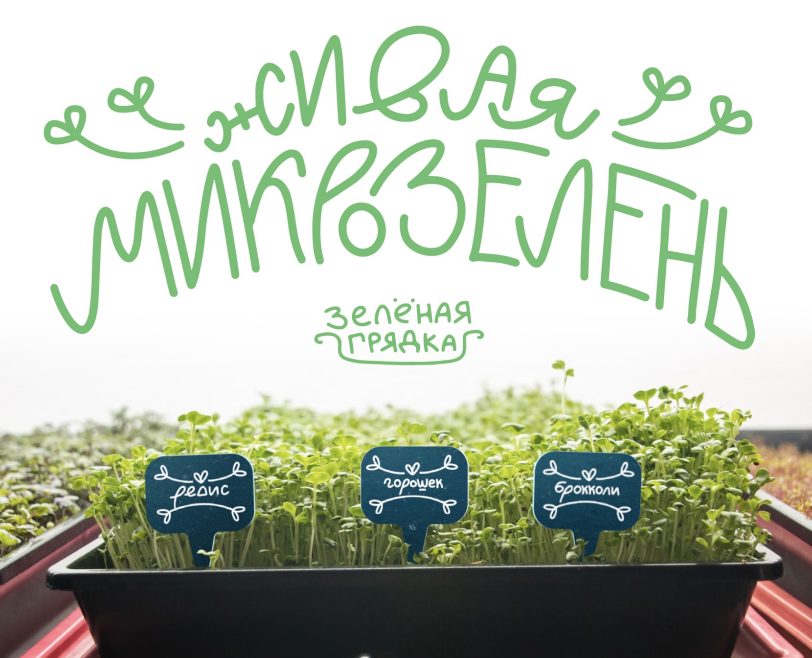Упаковка для семян/Packaging — Брендинг, Графика на Dprofile