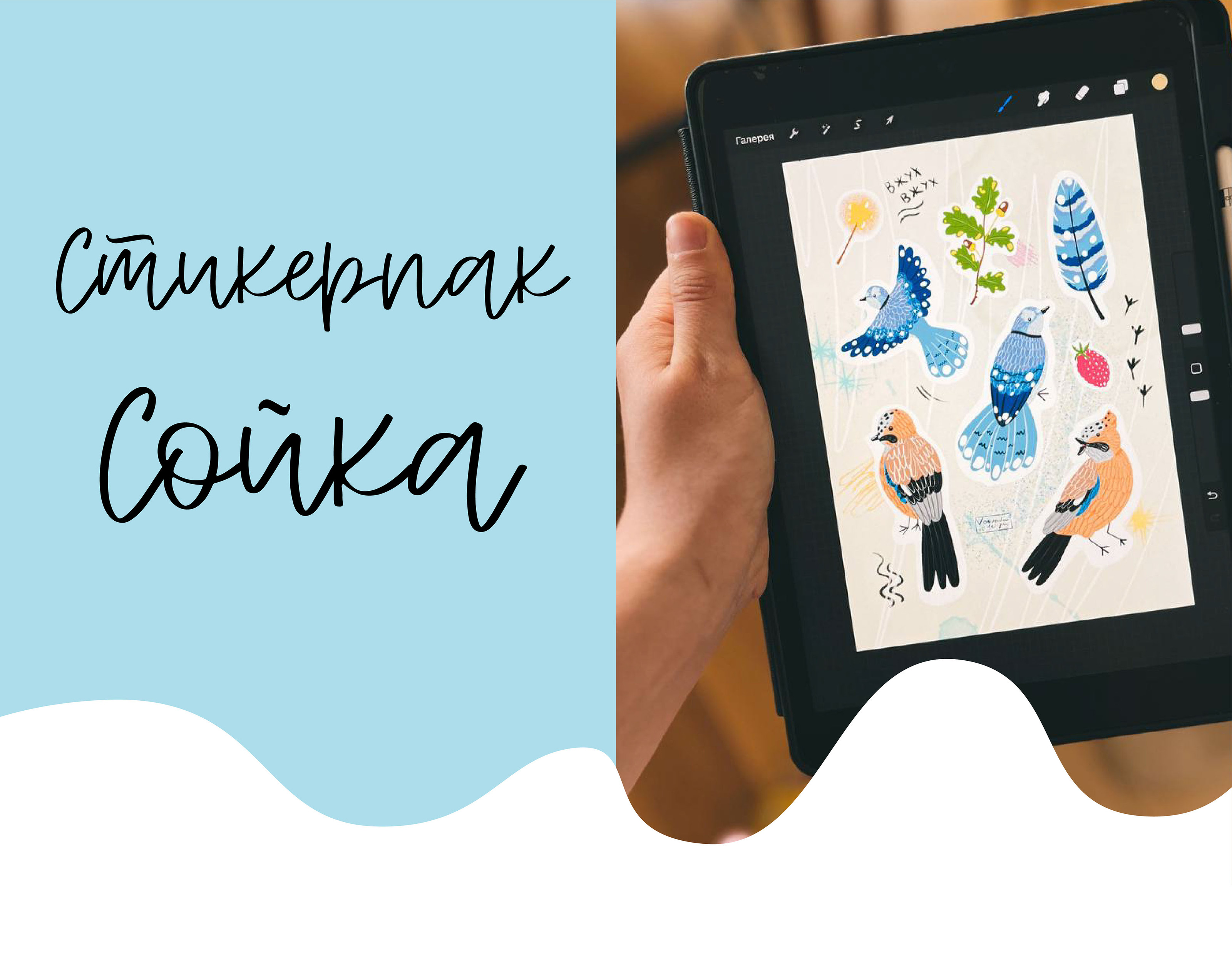 Стикерпак Сойка — Изображение №1 — Иллюстрация, Графика на Dprofile