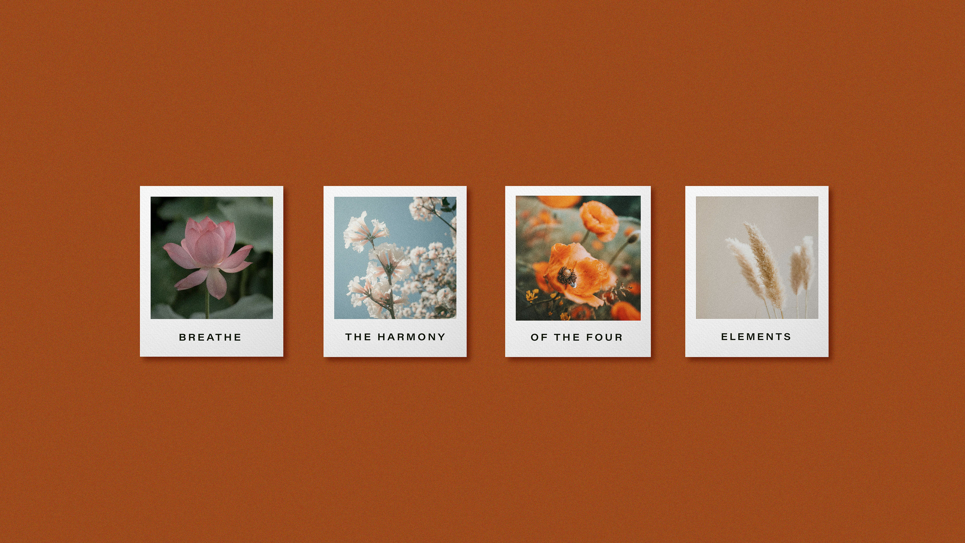 BUDS&PETALS / FLOWER BOUTIQUE / BRAND IDENTITY — Изображение №3 — Брендинг на Dprofile
