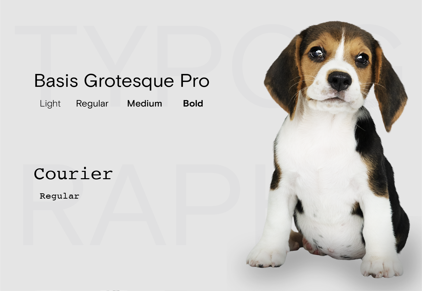 Cafe Brand Identity | PET FRIENDLY — Изображение №7 — Брендинг на Dprofile