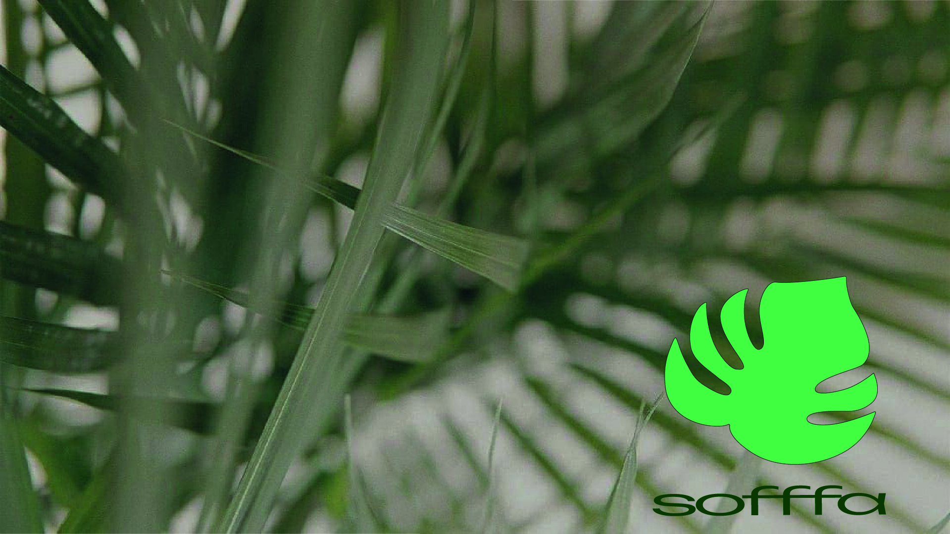 Кафе "SOFFFA".Логотип и фирменный стиль. — Изображение №1 — Брендинг на Dprofile