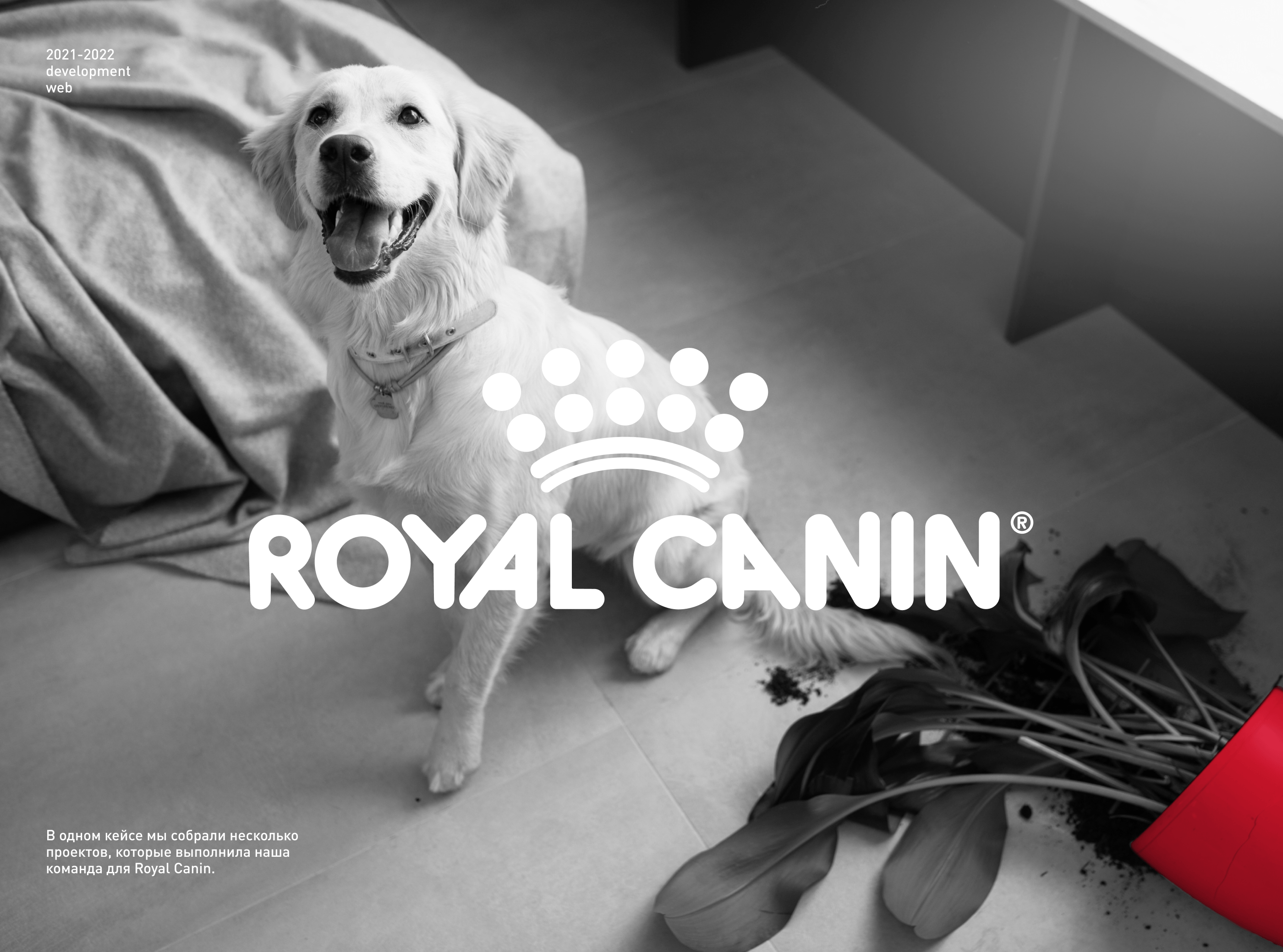 Royal Canin: проекты 2021-2022 — Изображение №1 — Интерфейсы, Маркетинг на Dprofile