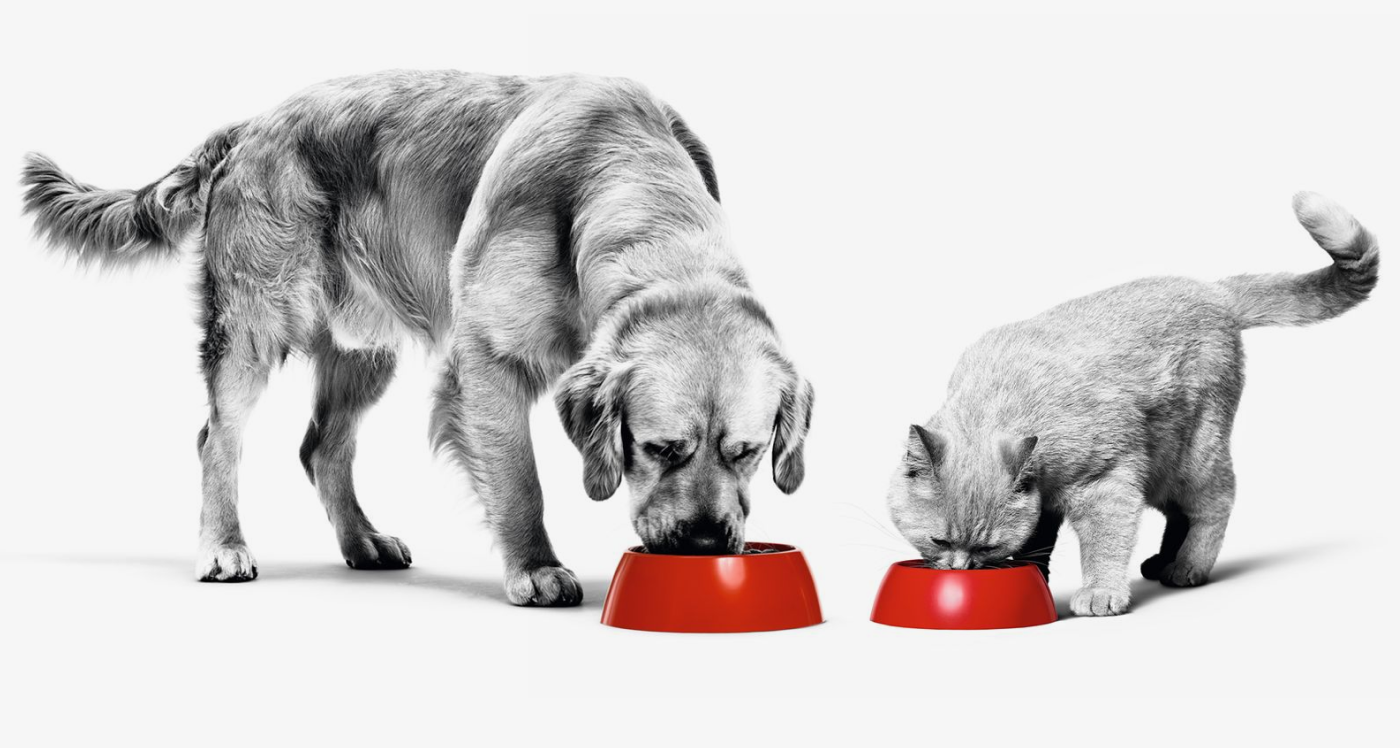 Royal Canin: проекты 2021-2022 — Изображение №9 — Интерфейсы, Маркетинг на Dprofile