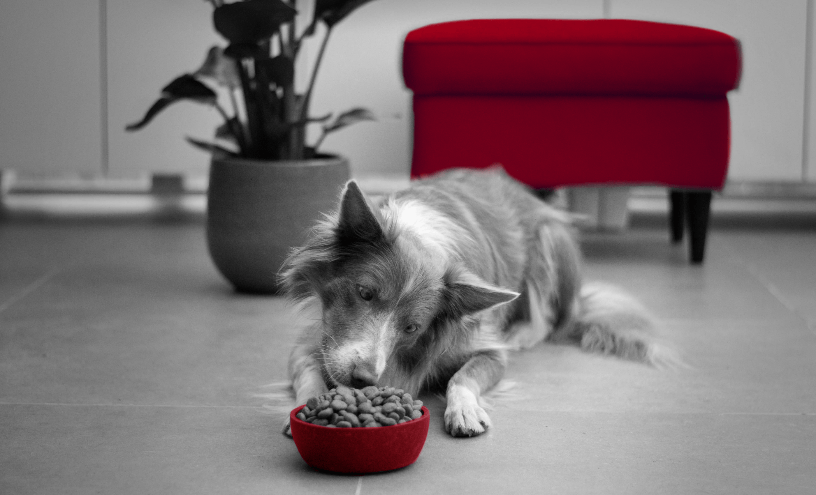 Royal Canin: проекты 2021-2022 — Изображение №3 — Интерфейсы, Маркетинг на Dprofile