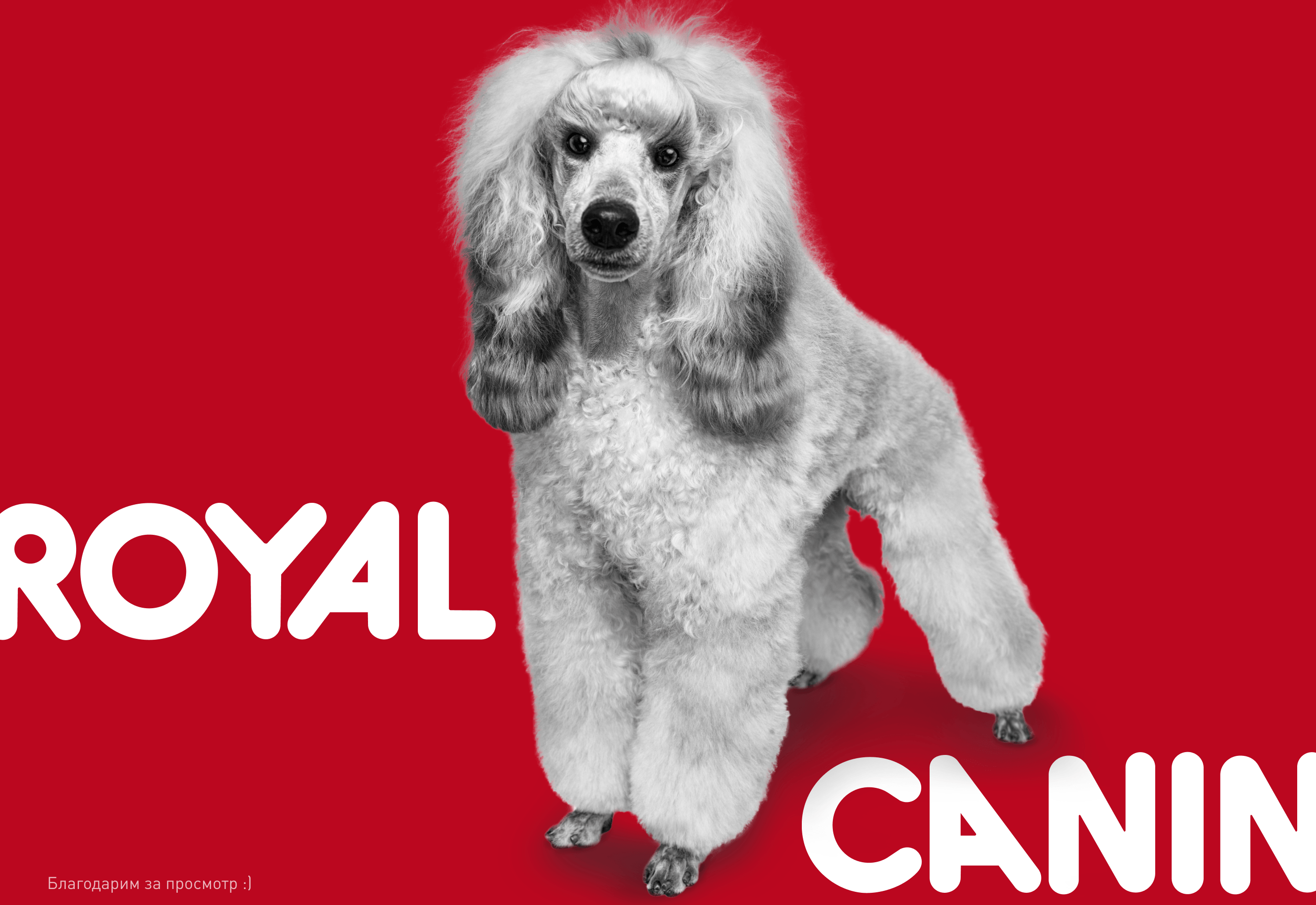 Royal Canin: проекты 2021-2022 — Изображение №13 — Интерфейсы, Маркетинг на Dprofile
