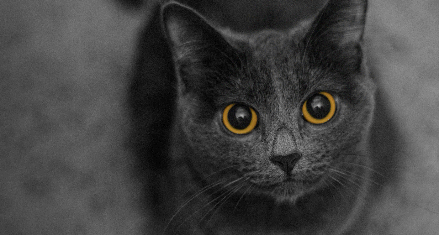 Подборщик корма для породных животных — Изображение №5 — Интерфейсы, Маркетинг на Dprofile