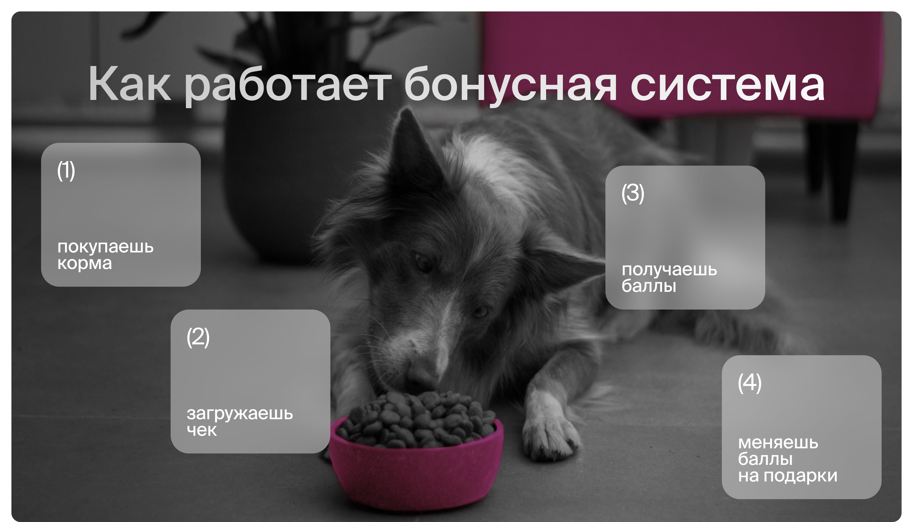 Бонусная система «Здоровый питомец» — Изображение №3 — Интерфейсы, Маркетинг на Dprofile