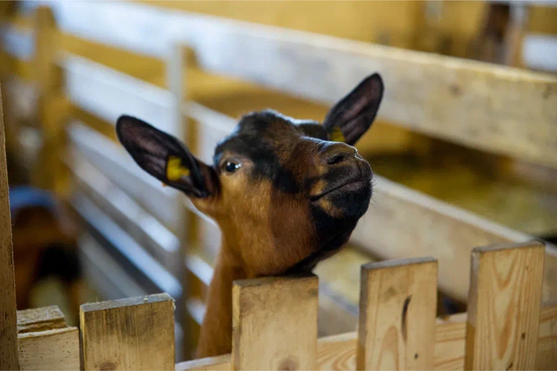 Усадьба Добрынино — Изображение №24 — Брендинг, Графика на Dprofile