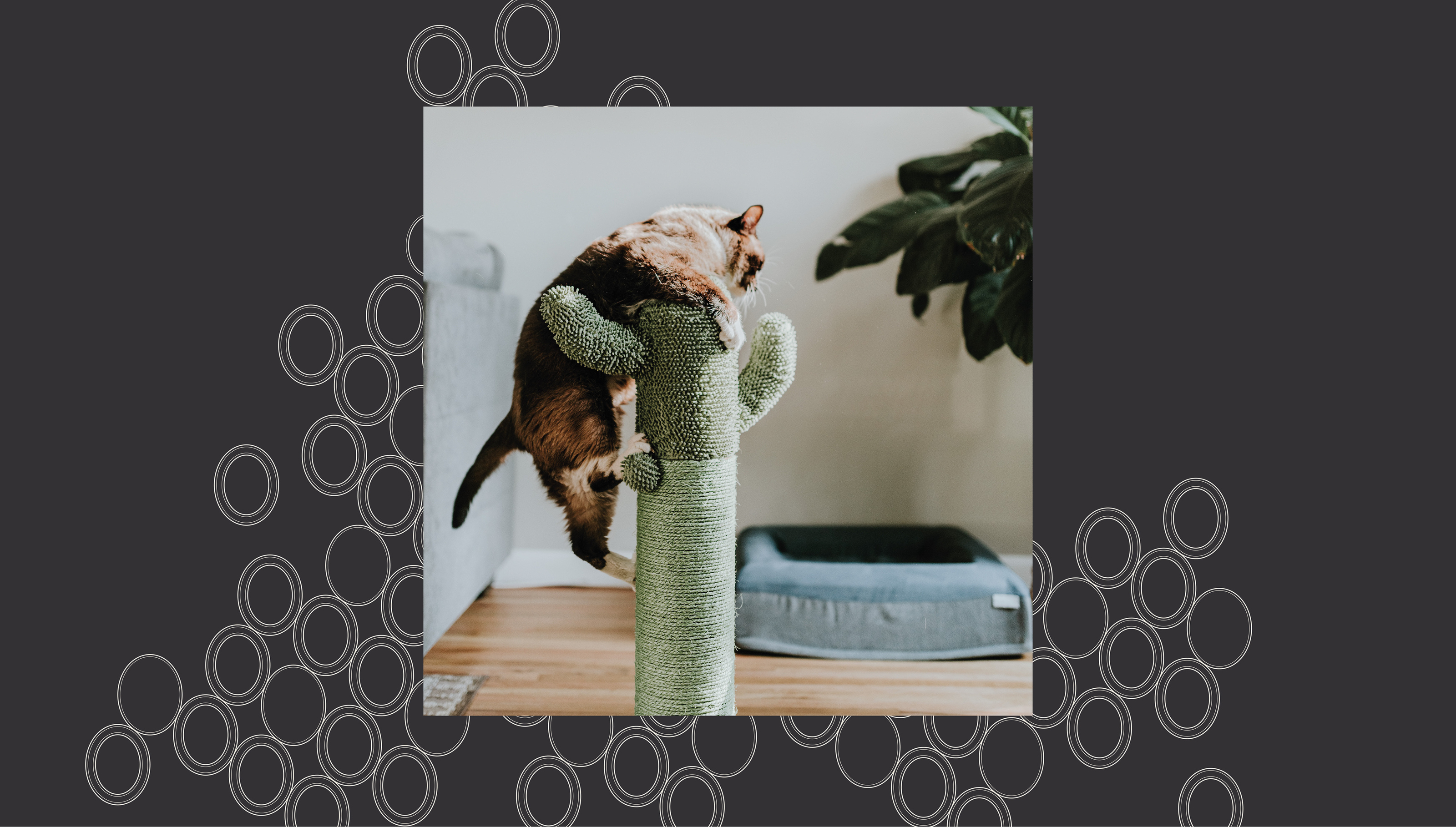 The Paw Concept - Pet's Shop in Saudi Arabia — Изображение №2 — Брендинг, Графика на Dprofile