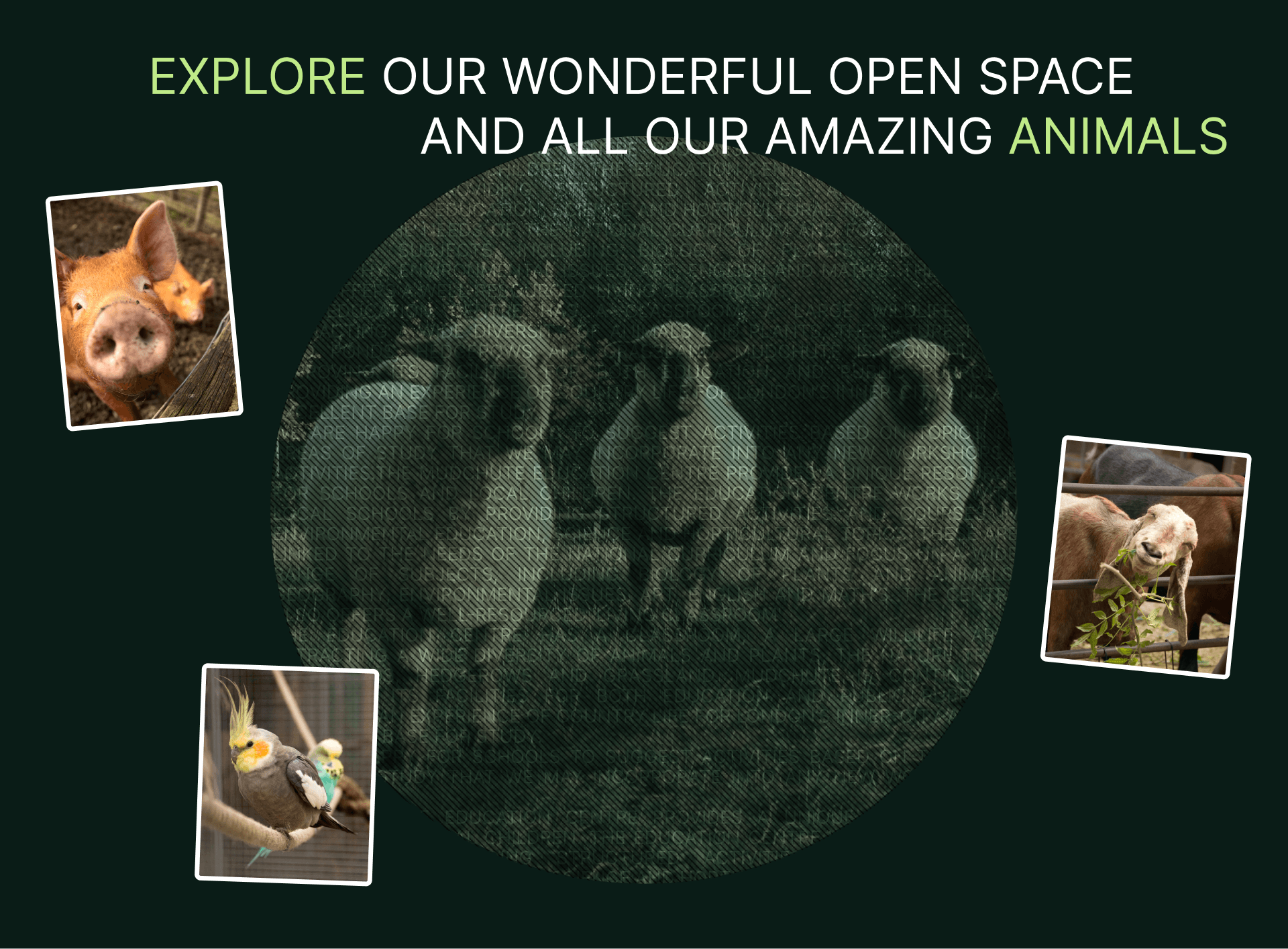 Mudchute Park&Farm | Corporate Website Redesign — Изображение №12 — Интерфейсы, Анимация на Dprofile