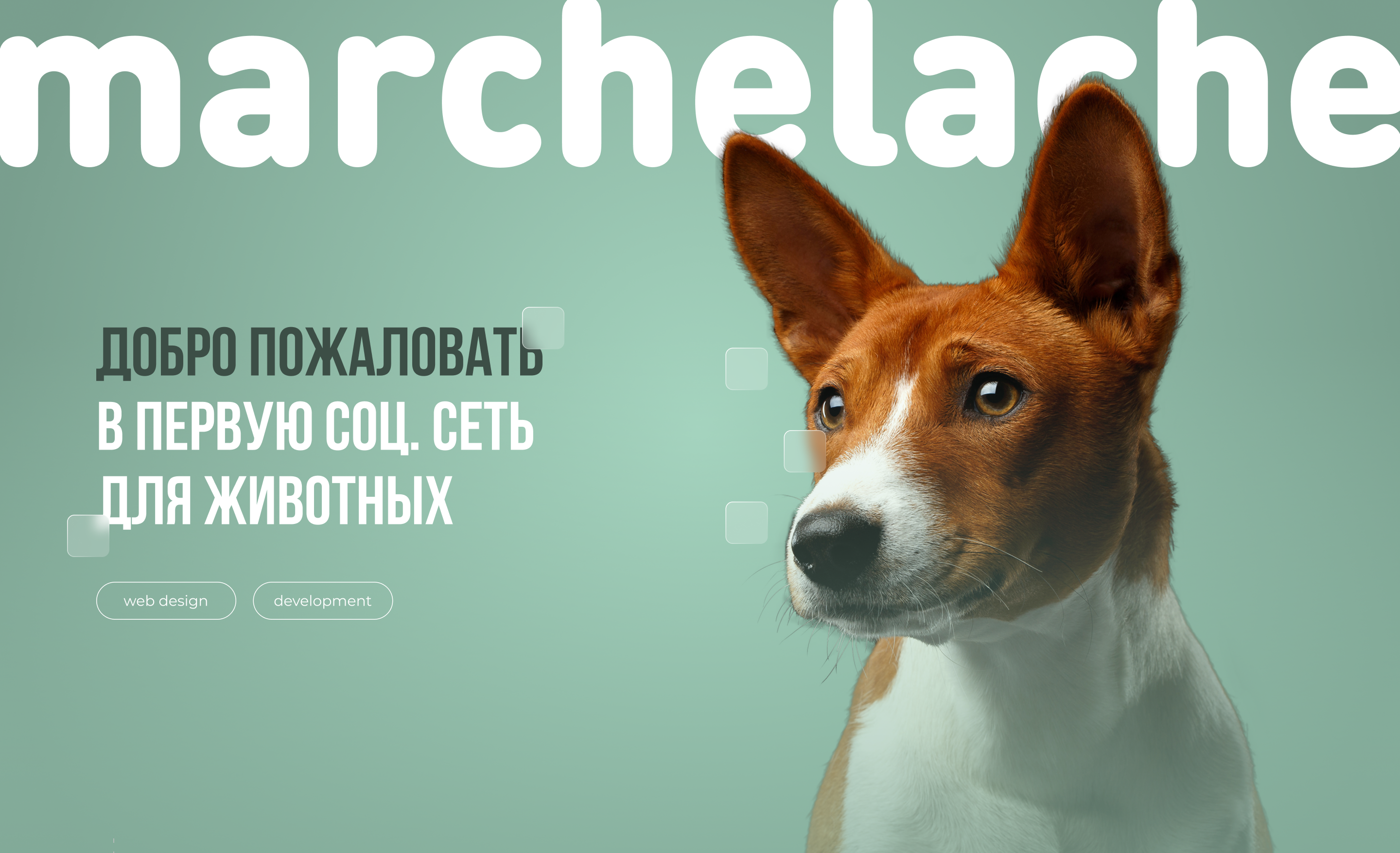 UX/UI разработка сайта социальной сети для животных — Изображение №1 — Интерфейсы на Dprofile