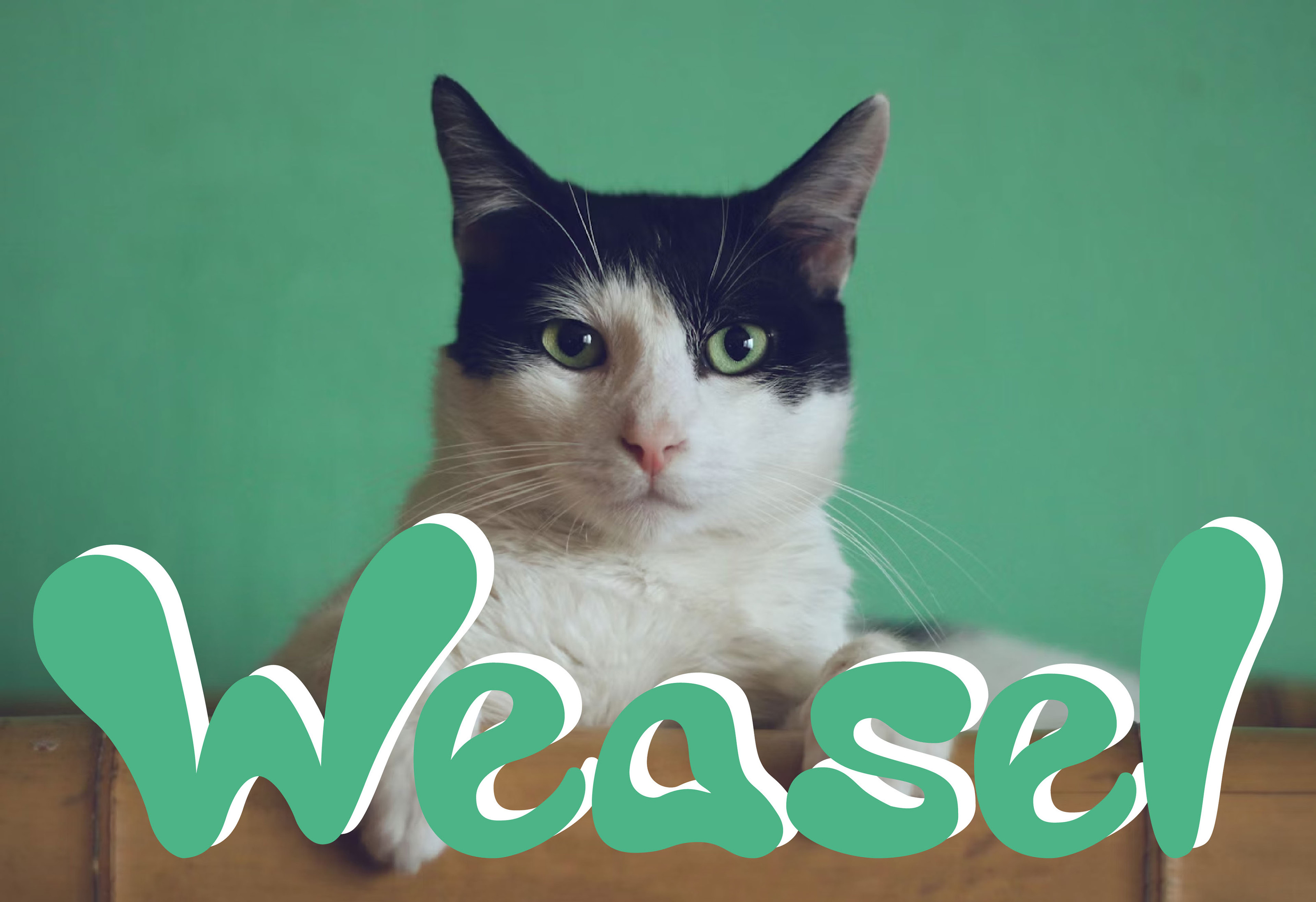 Weasel - Healthy cat food — Изображение №1 — Брендинг, Графика на Dprofile