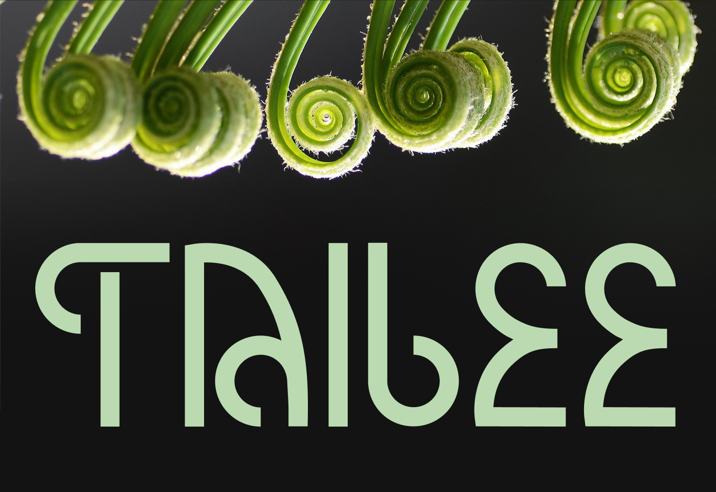 Tailee | Шрифт — Изображение №1 — Графика на Dprofile