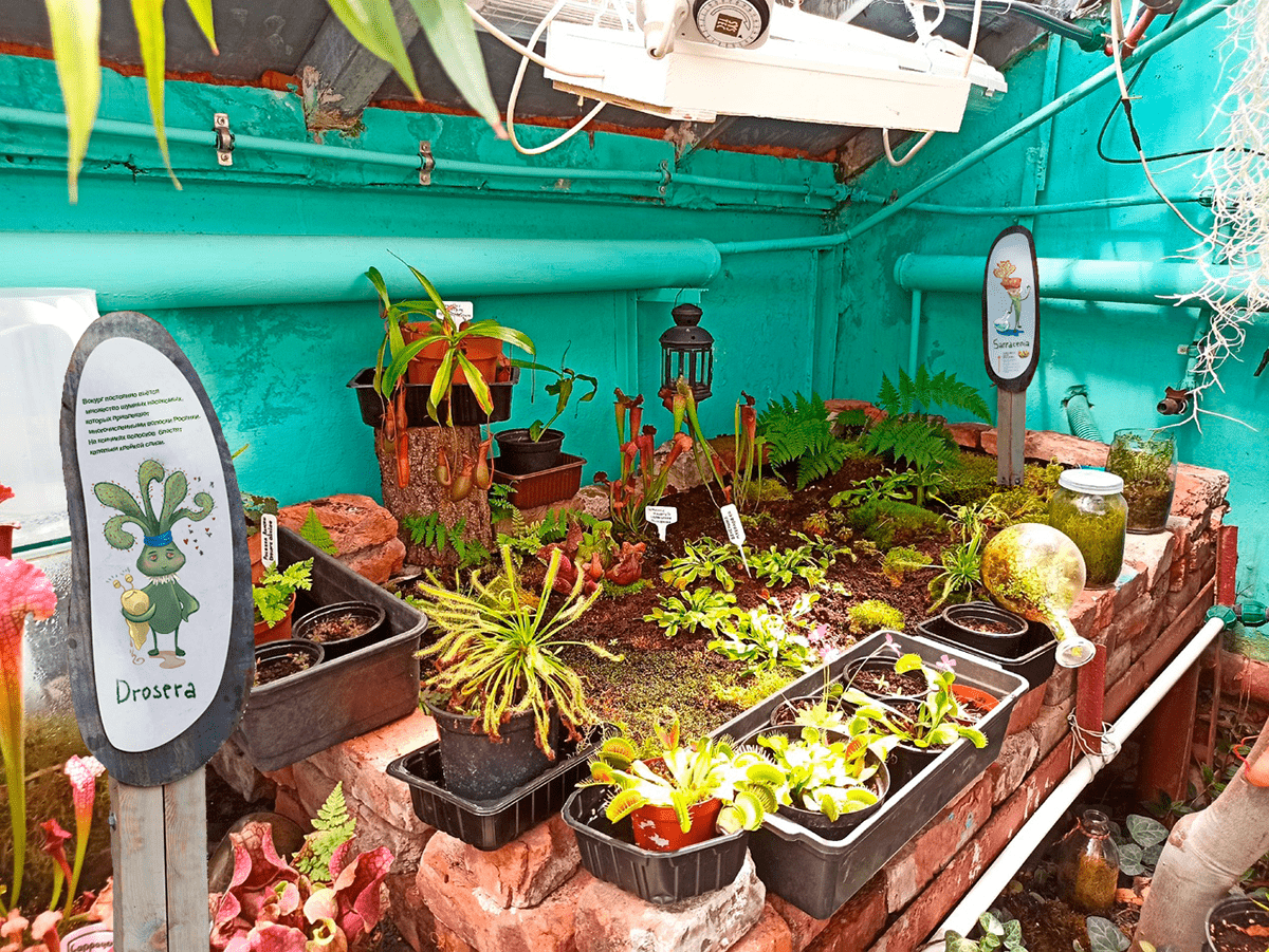 Бренд персонажи для Ботанического сада — Изображение №6 — Брендинг, Иллюстрация на Dprofile