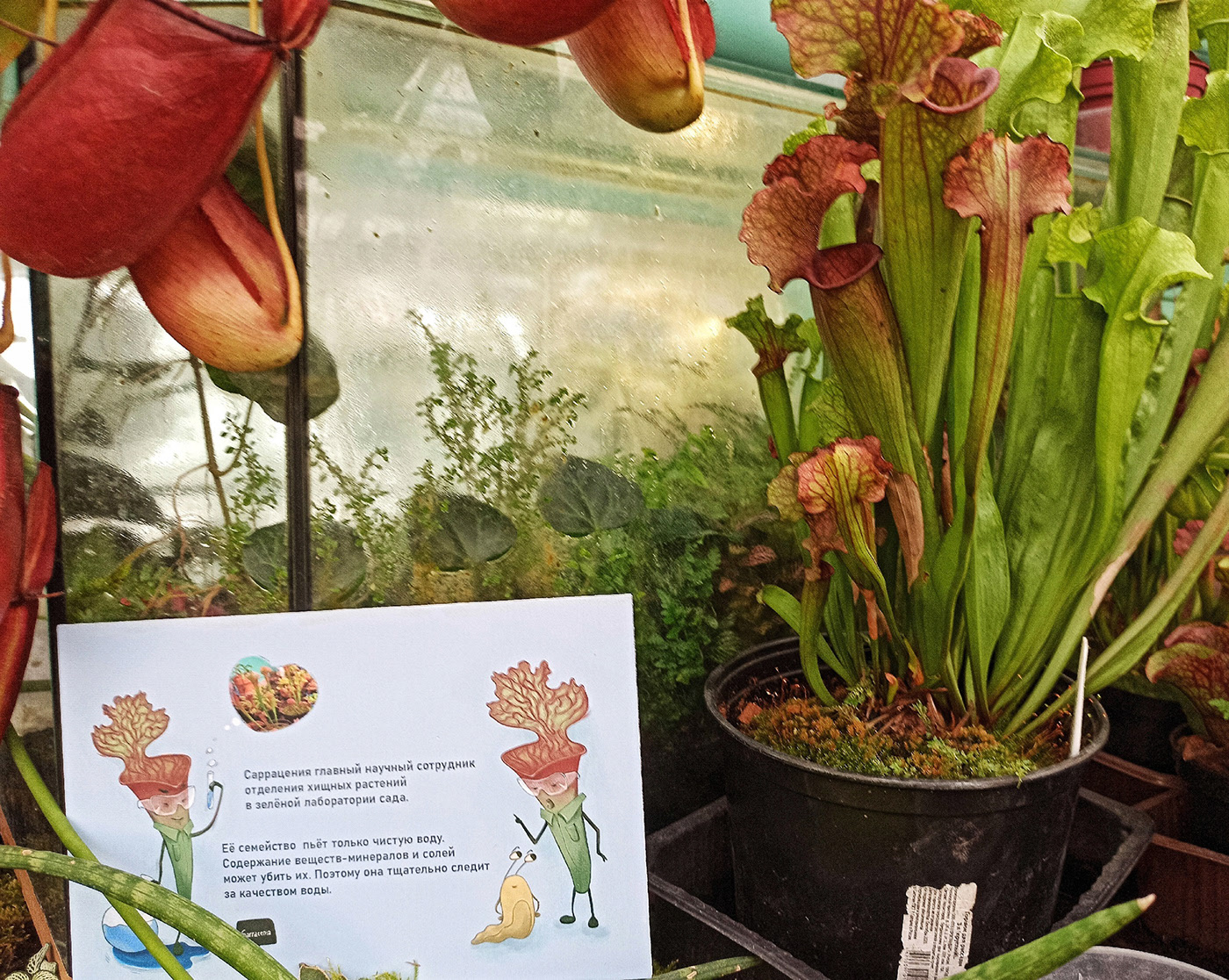 Бренд персонажи для Ботанического сада — Изображение №11 — Брендинг, Иллюстрация на Dprofile