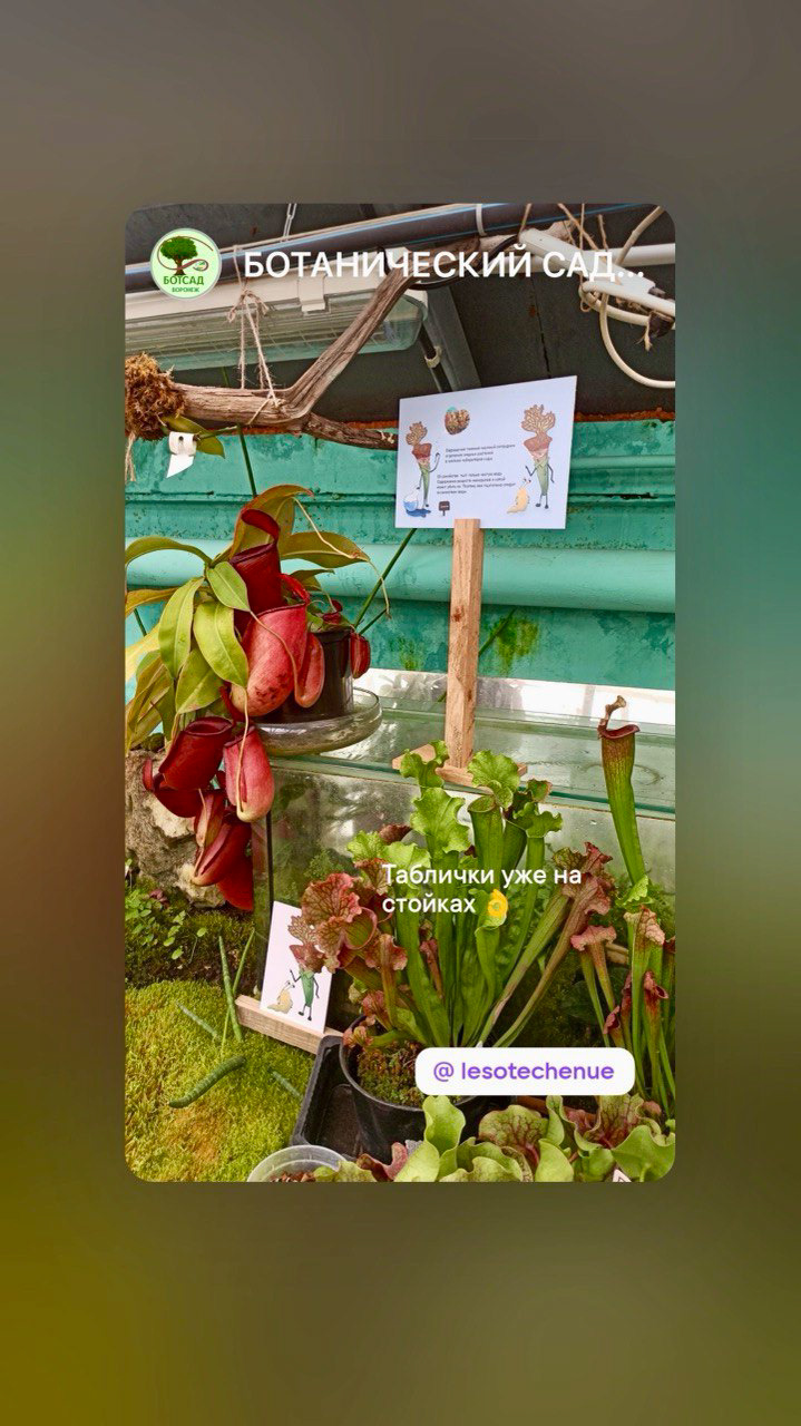 Бренд персонажи для Ботанического сада — Изображение №10 — Брендинг, Иллюстрация на Dprofile