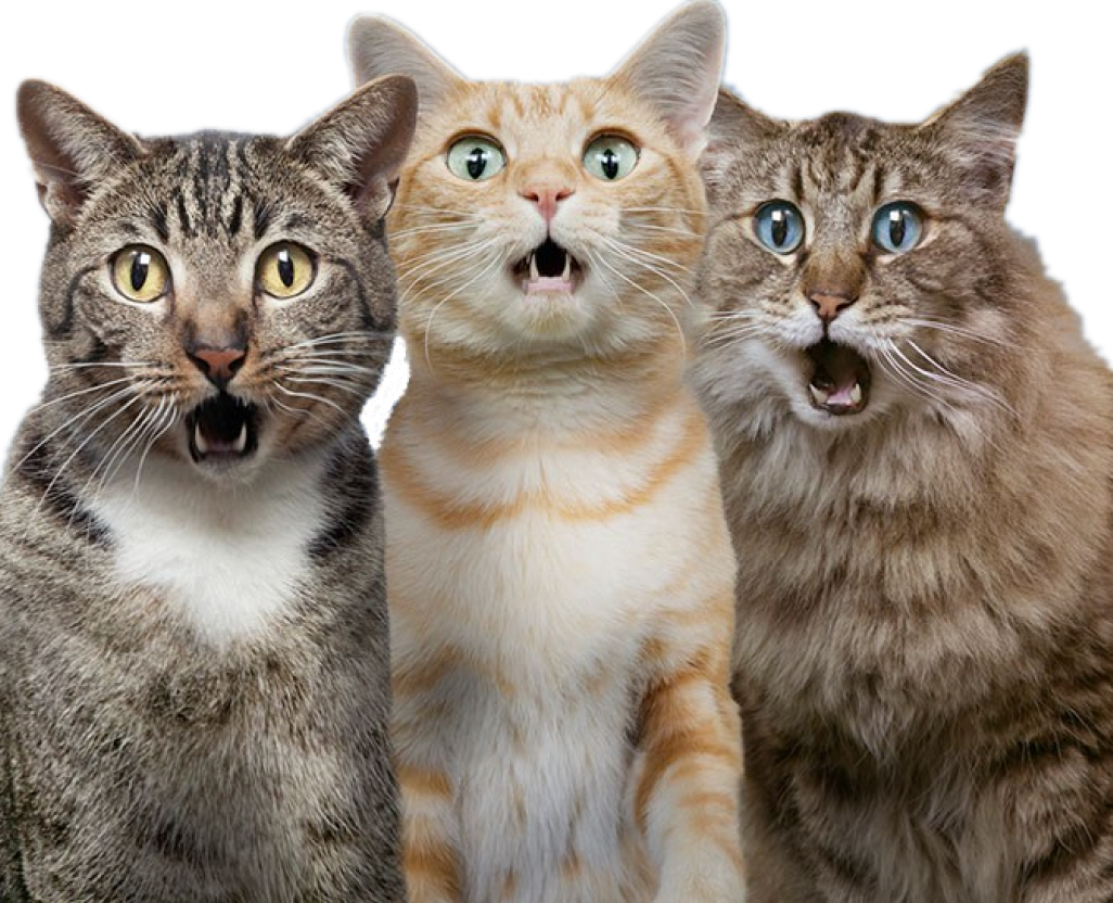 Презентация с мемами и пельменями — Графика на Dprofile