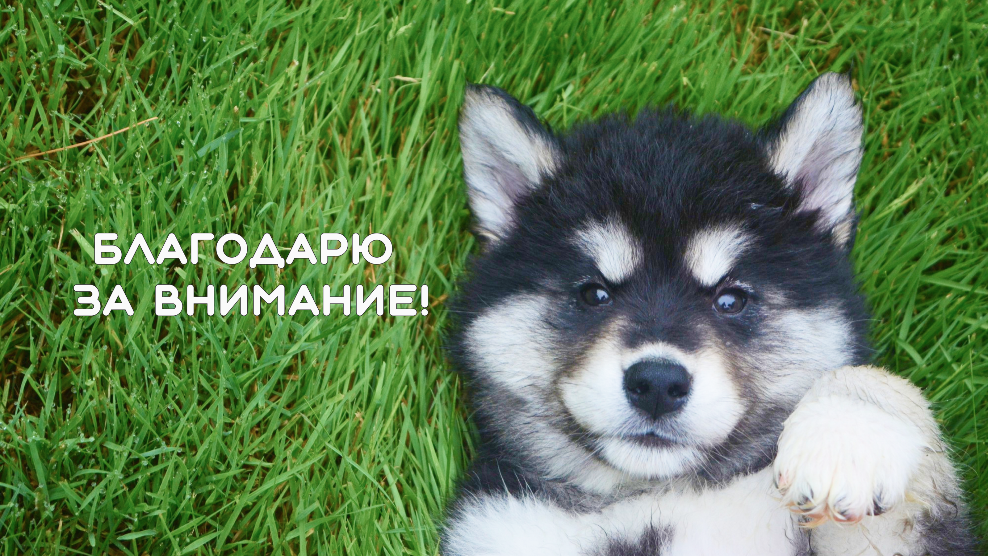 Landing page "Wet nose" — Изображение №18 — Интерфейсы на Dprofile