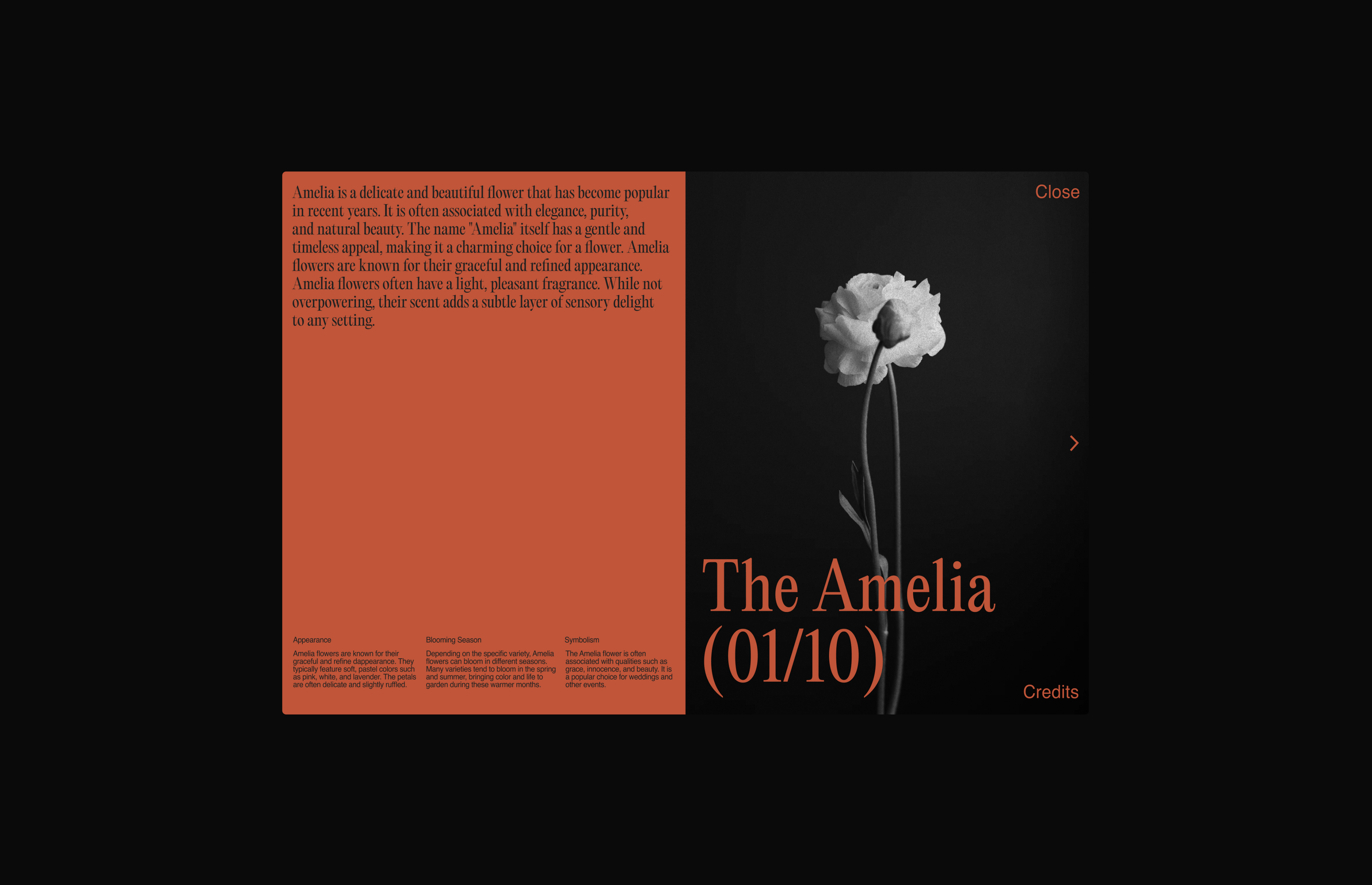 CAMELLIA, The beauty of flowers — Изображение №5 — Интерфейсы, Брендинг на Dprofile