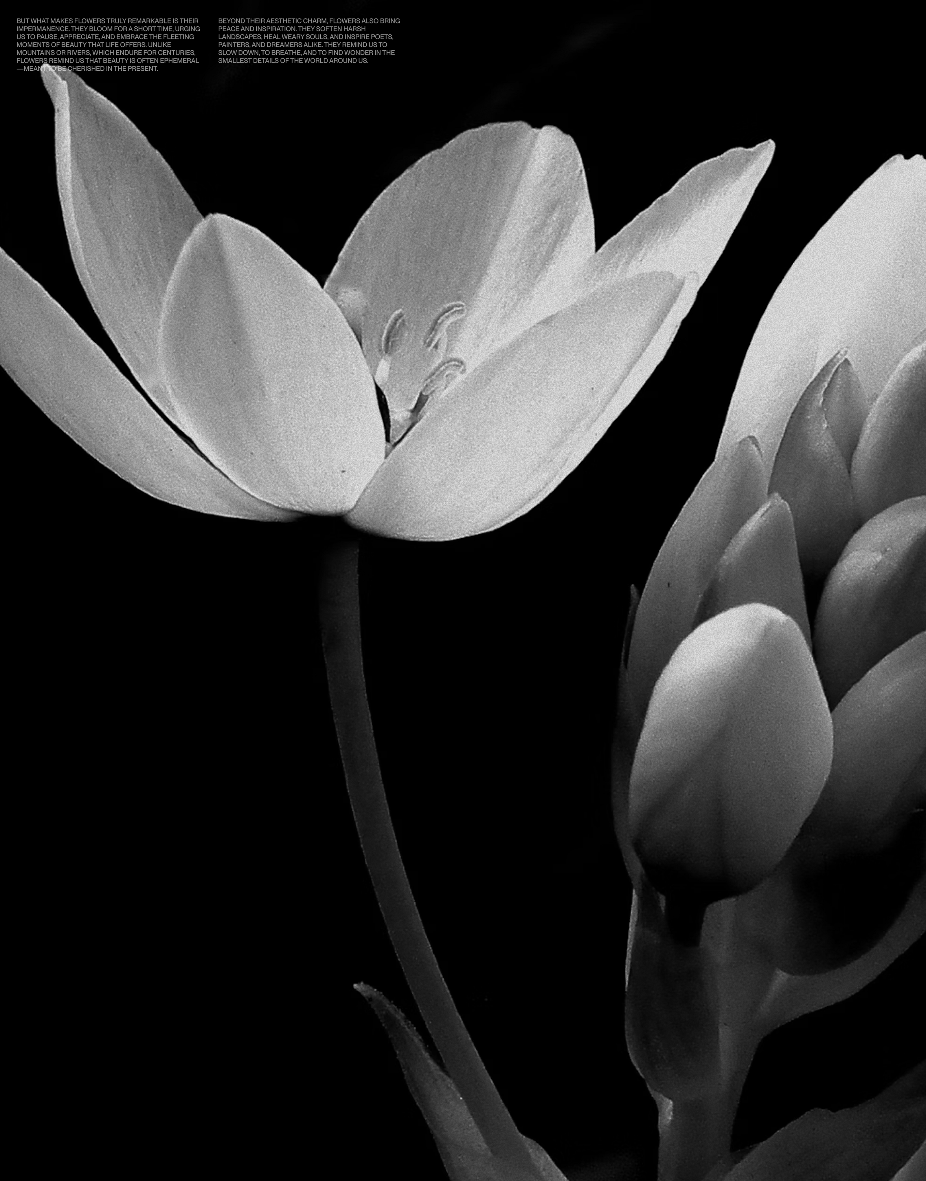 CAMELLIA, The beauty of flowers — Изображение №6 — Интерфейсы, Брендинг на Dprofile