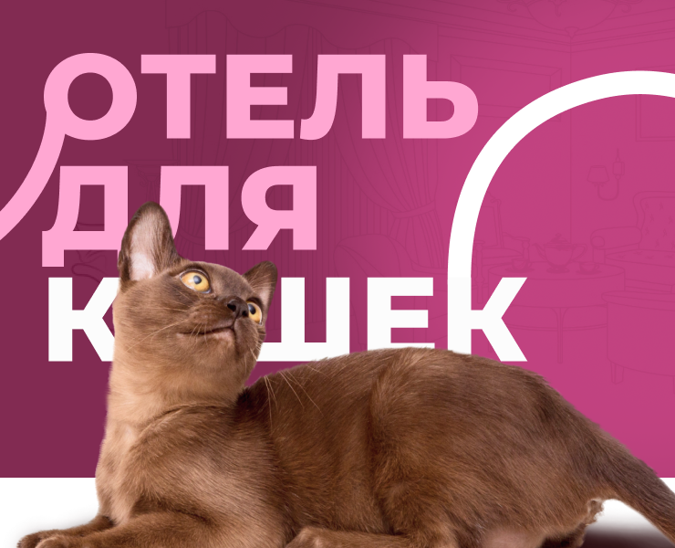 Сайт для зоогостиницы “Котико” — Интерфейсы, Графика на Dprofile