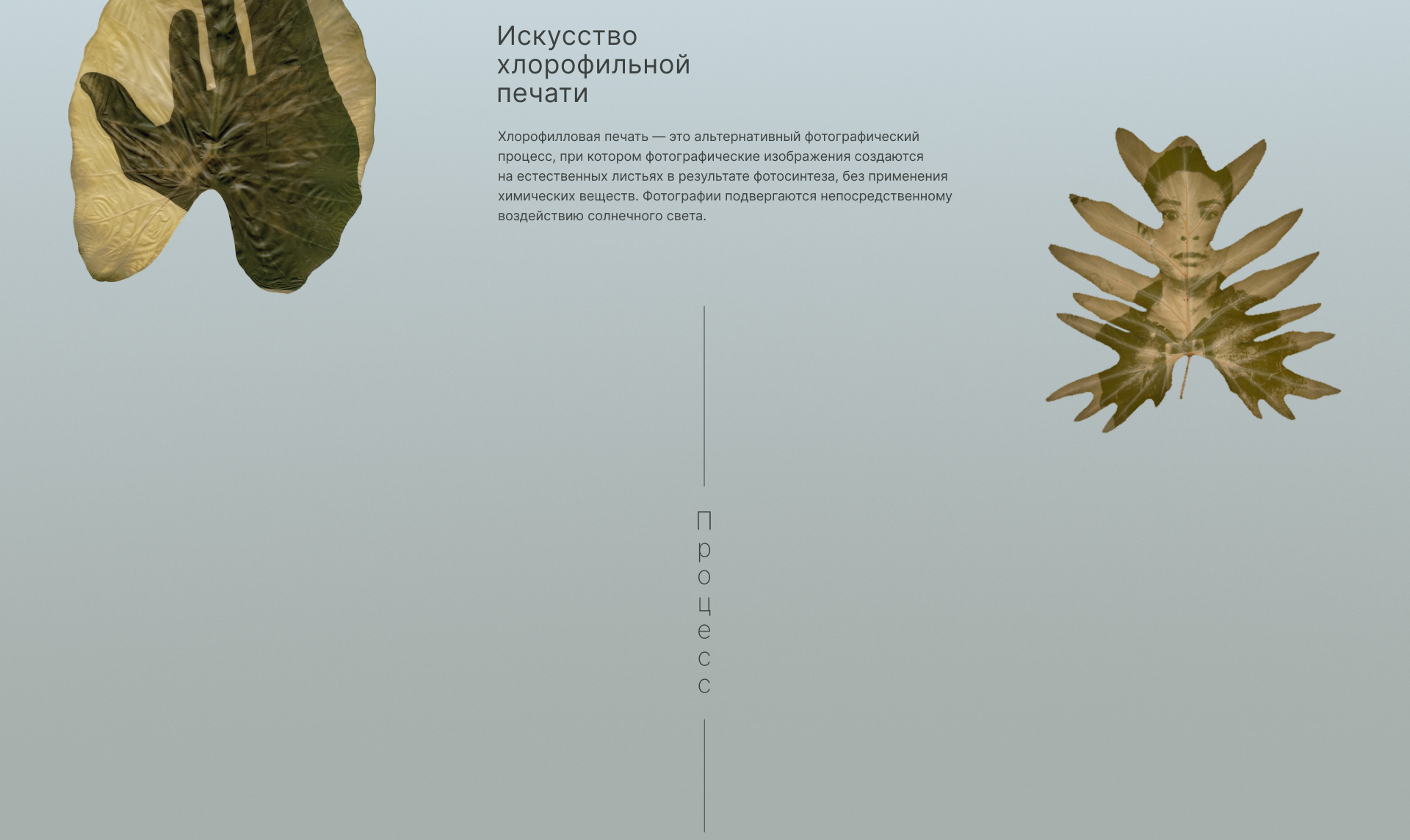 Дизайн упаковки для чайных блинов — Изображение №19 — Брендинг, Графика на Dprofile