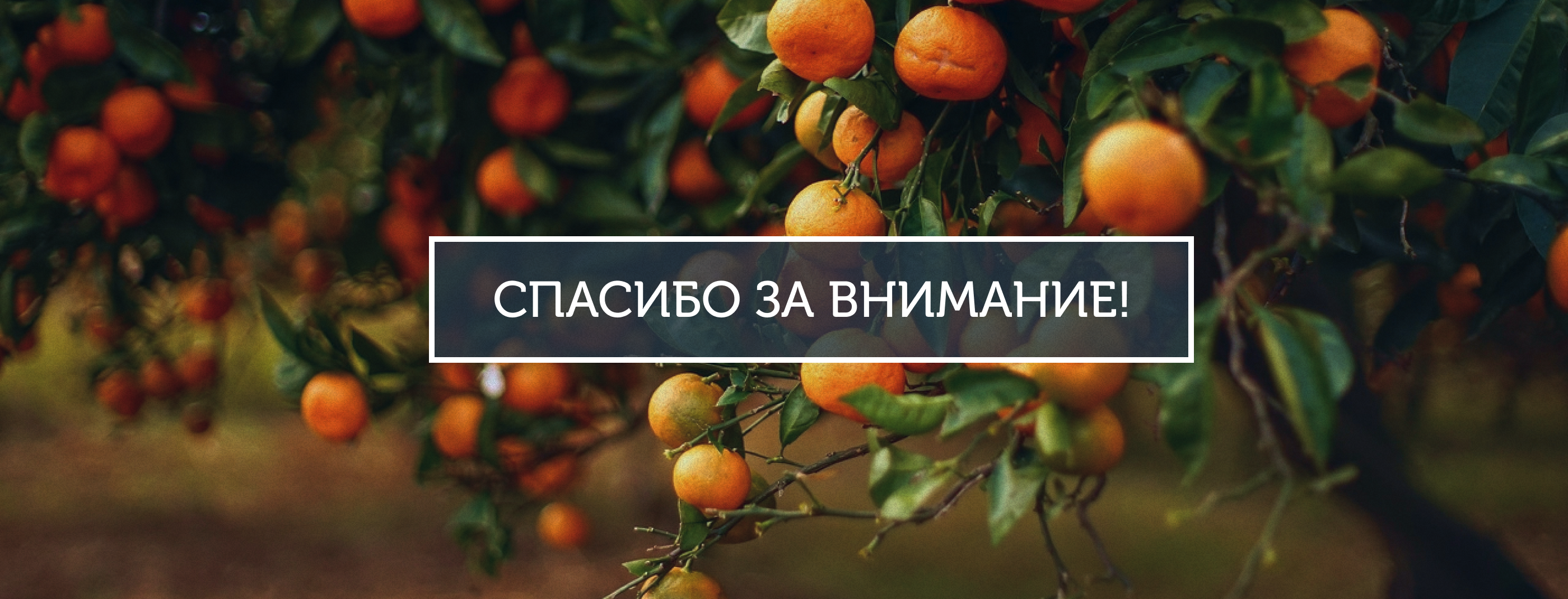 Логотип гостевого дома и домашней алкогольной продукции — Изображение №16 — Брендинг на Dprofile