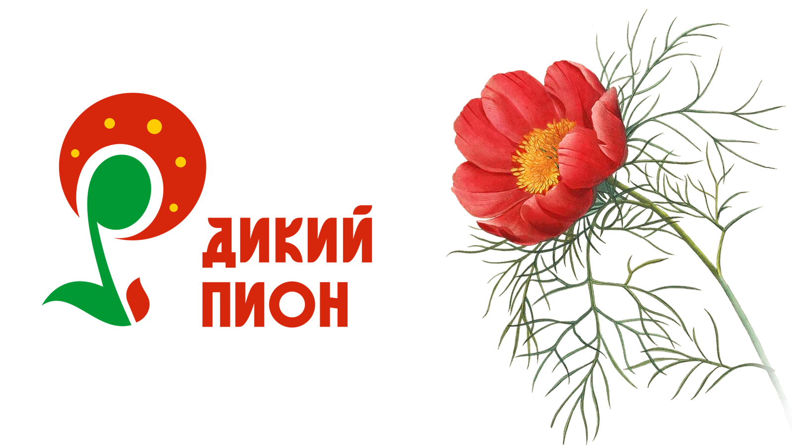 Фестиваль славянской культуры "Дикий пион" — Изображение №1 — Брендинг на Dprofile