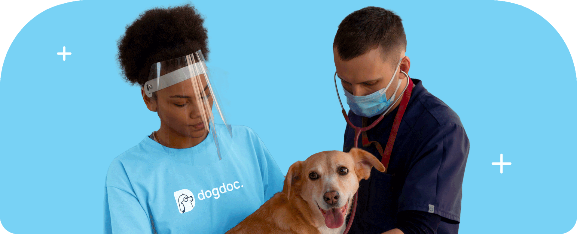 dogdoc. — Изображение №1 — Брендинг, Графика на Dprofile