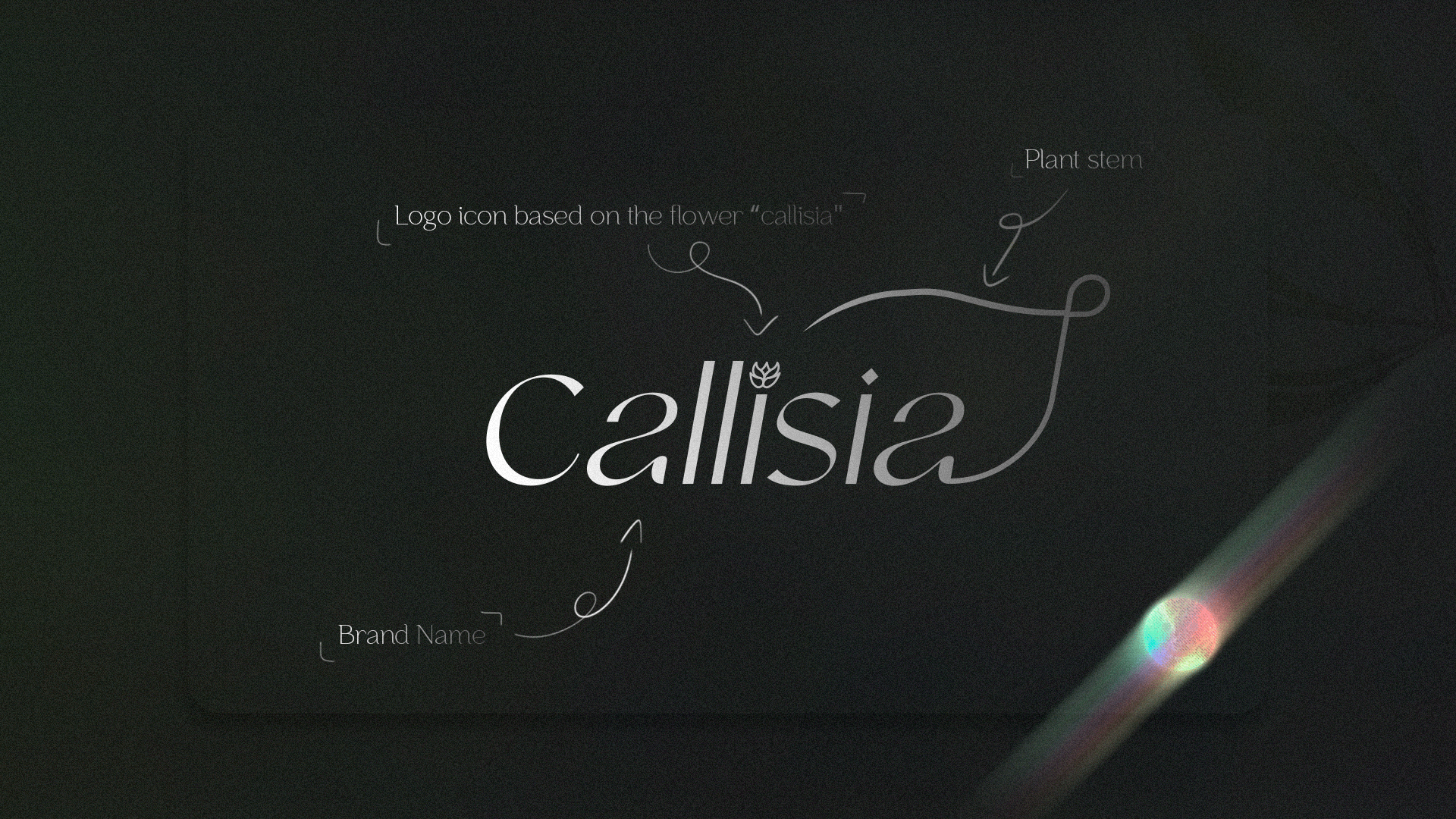 Callisia | Brand clothing — Изображение №4 — Брендинг на Dprofile