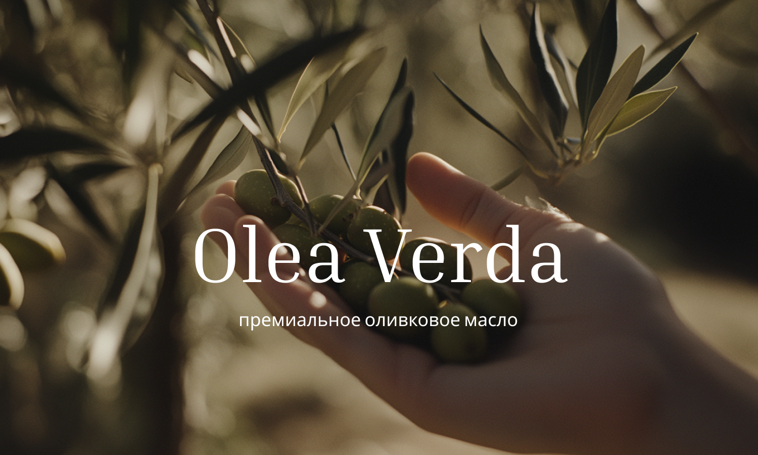 Olea Verda – премиум оливковое масло — Изображение №1 — Брендинг, Маркетинг на Dprofile