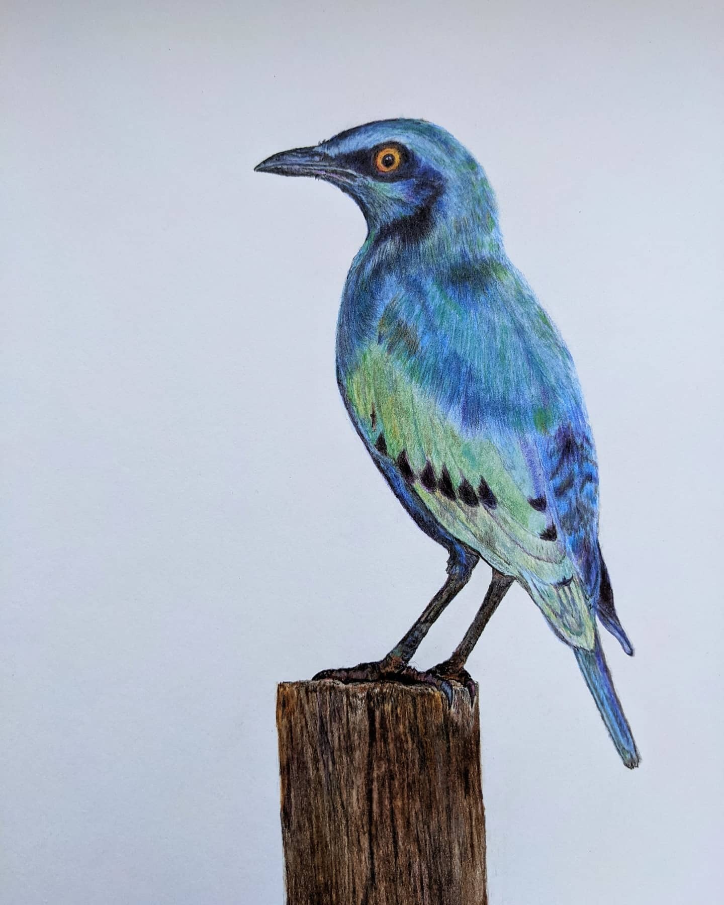 Иллюстрация "Стальной скворец" — Изображение №1 — Иллюстрация на Dprofile