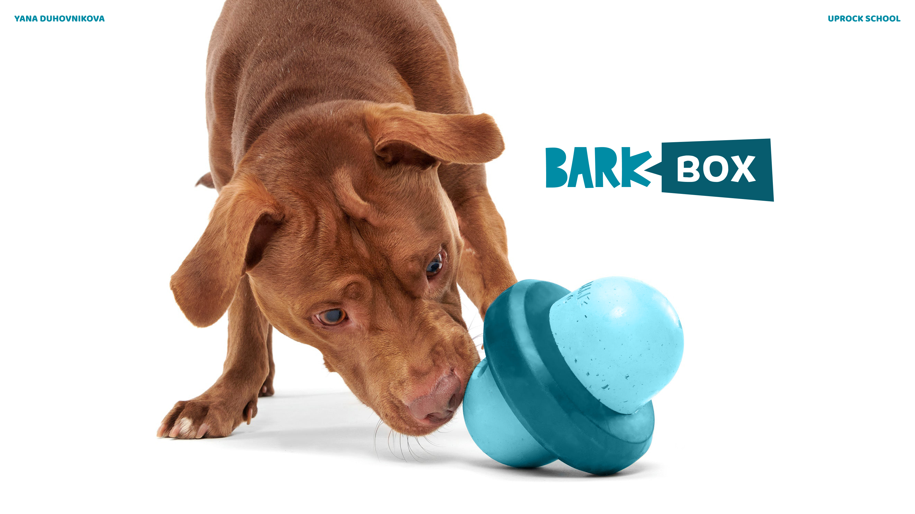 BARK-BOX | Landing page | Redesign — Изображение №1 — Интерфейсы на Dprofile