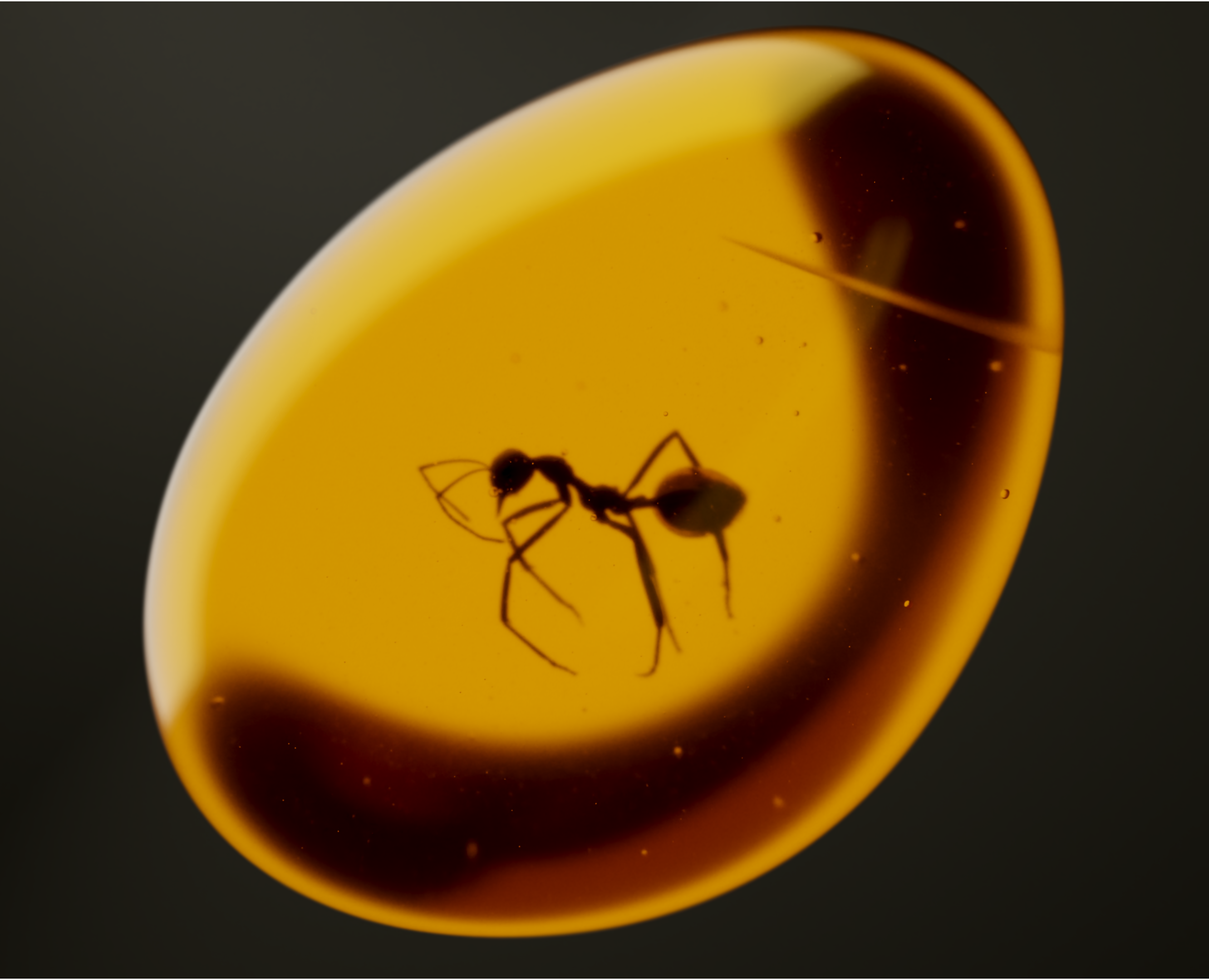 Концепт Hydrophylla birmana — Иллюстрация, 3D на Dprofile