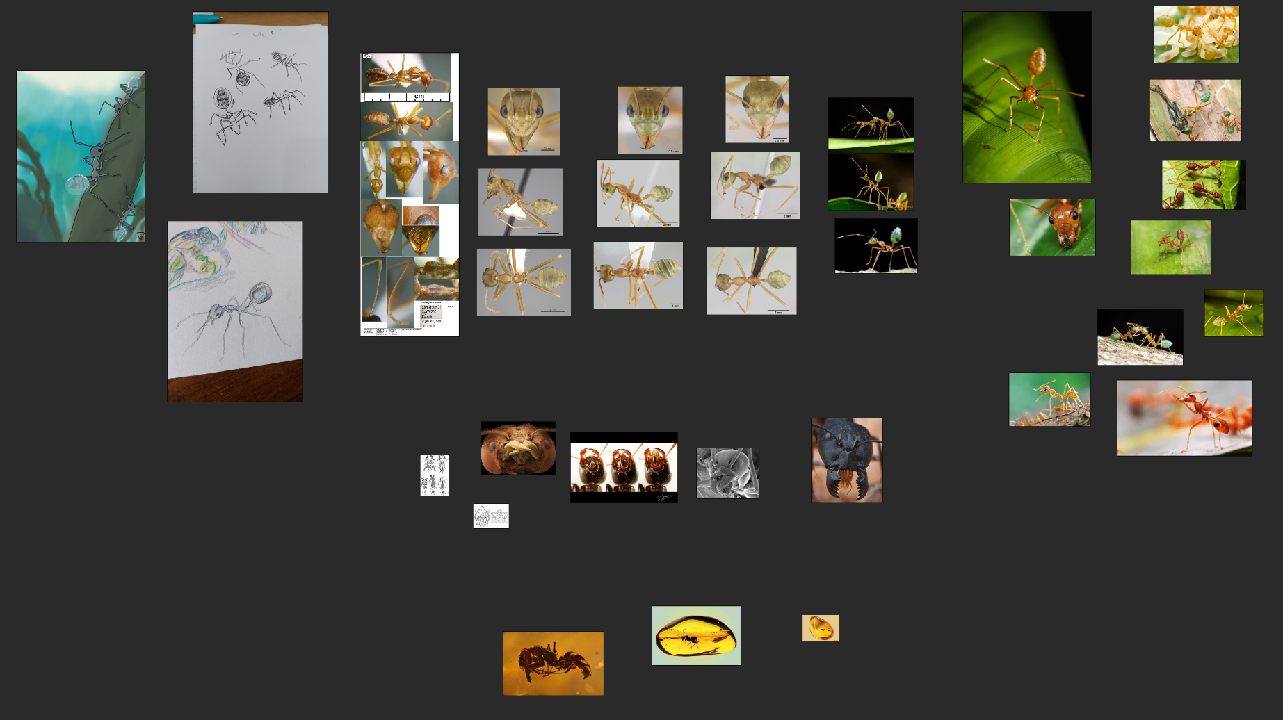 Концепт Hydrophylla birmana — Изображение №7 — Иллюстрация, 3D на Dprofile