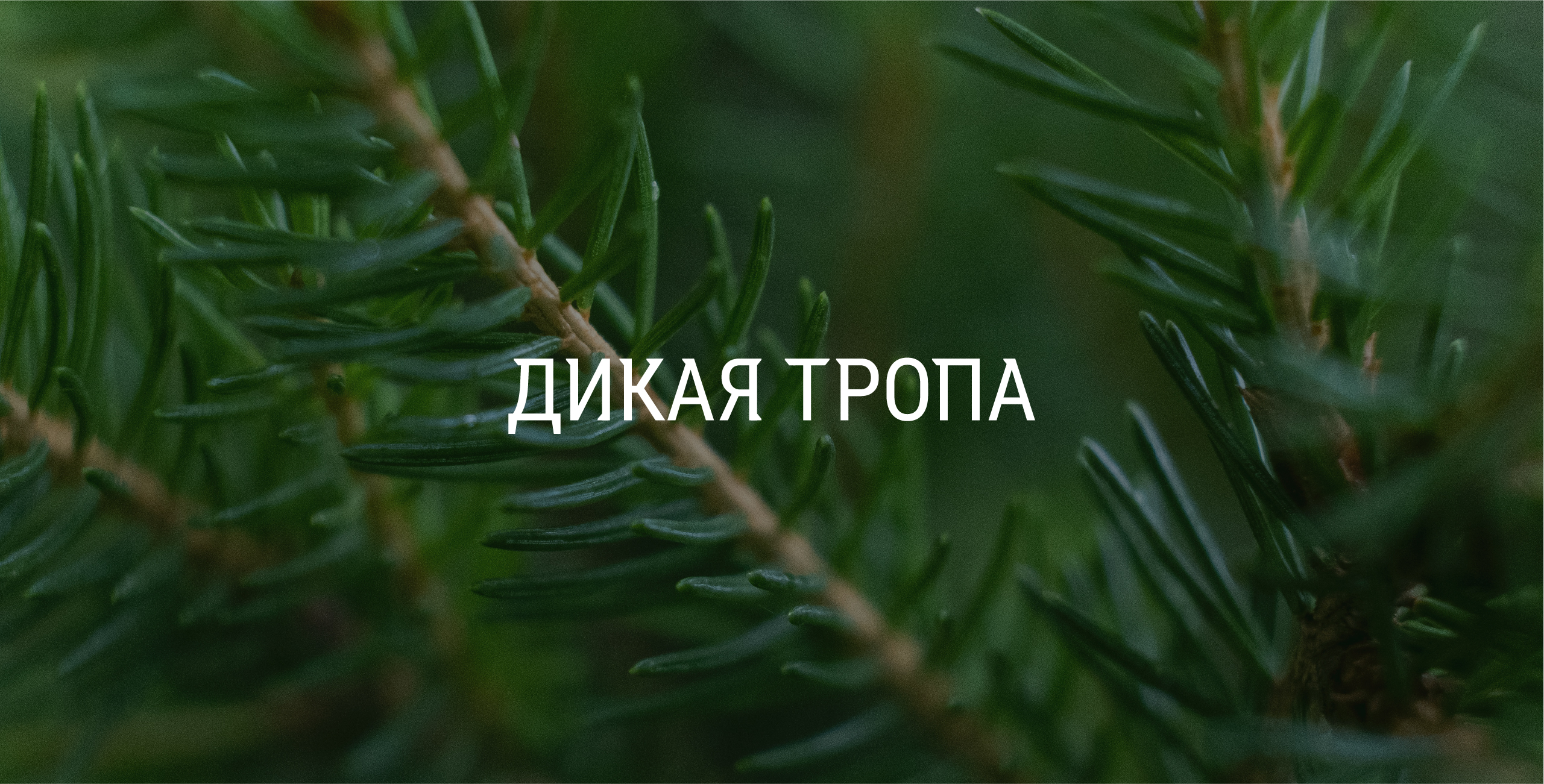 Дикая тропа | брендинг — Изображение №2 — Брендинг на Dprofile
